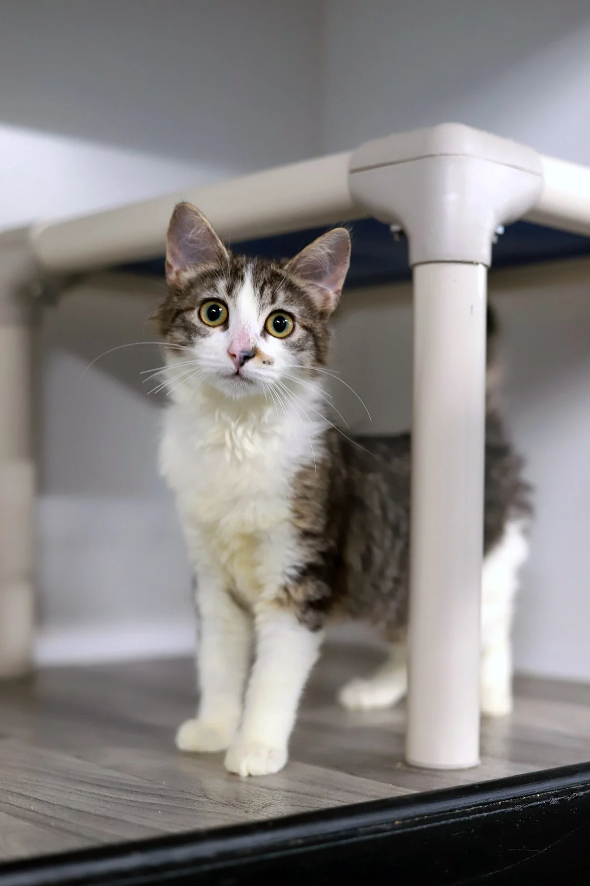 A scraggly looking brown and white tabby looks nervous