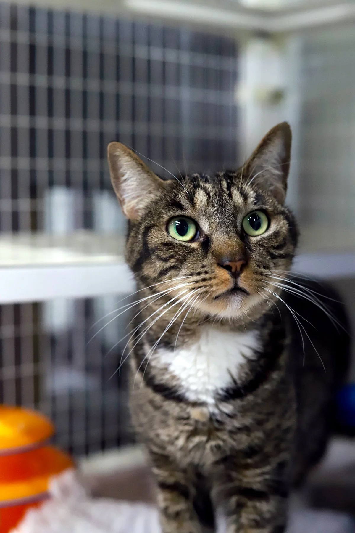A brown tabby with a white chest and light green eyes