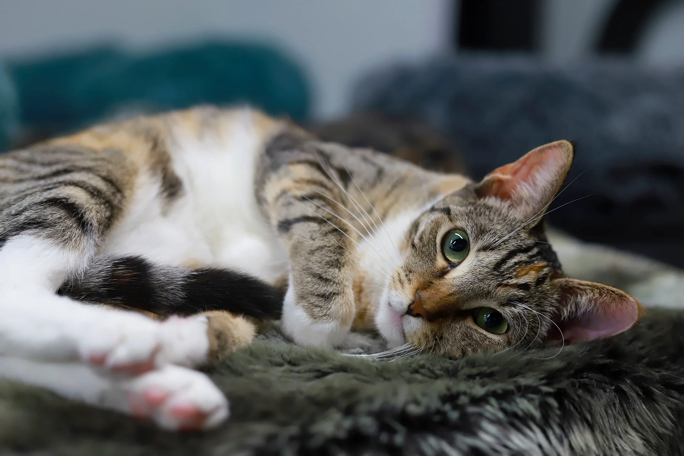 A calico tabby cat with bright green eyes 
