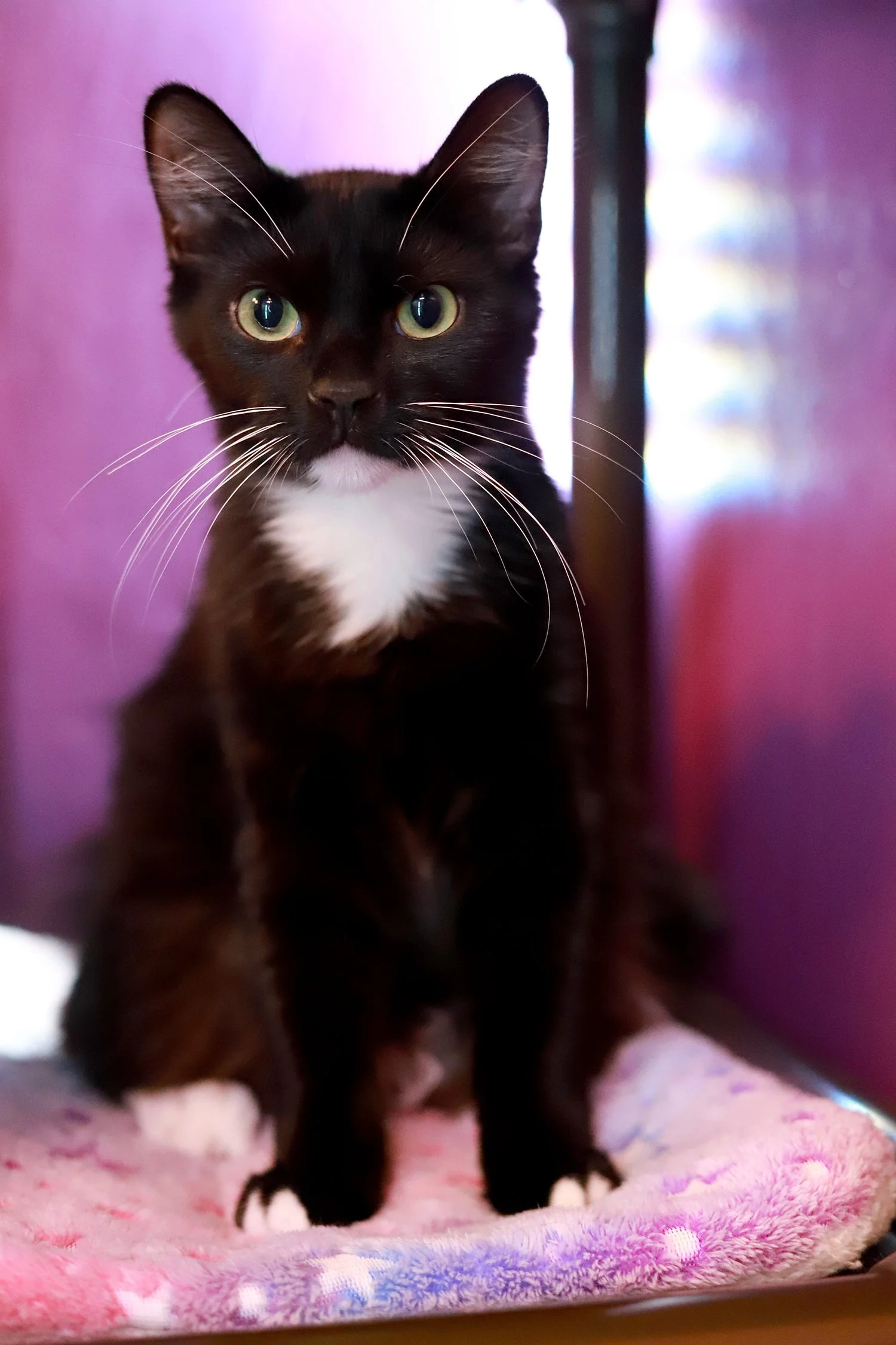 a black and white tuxedo kitten in a purple room