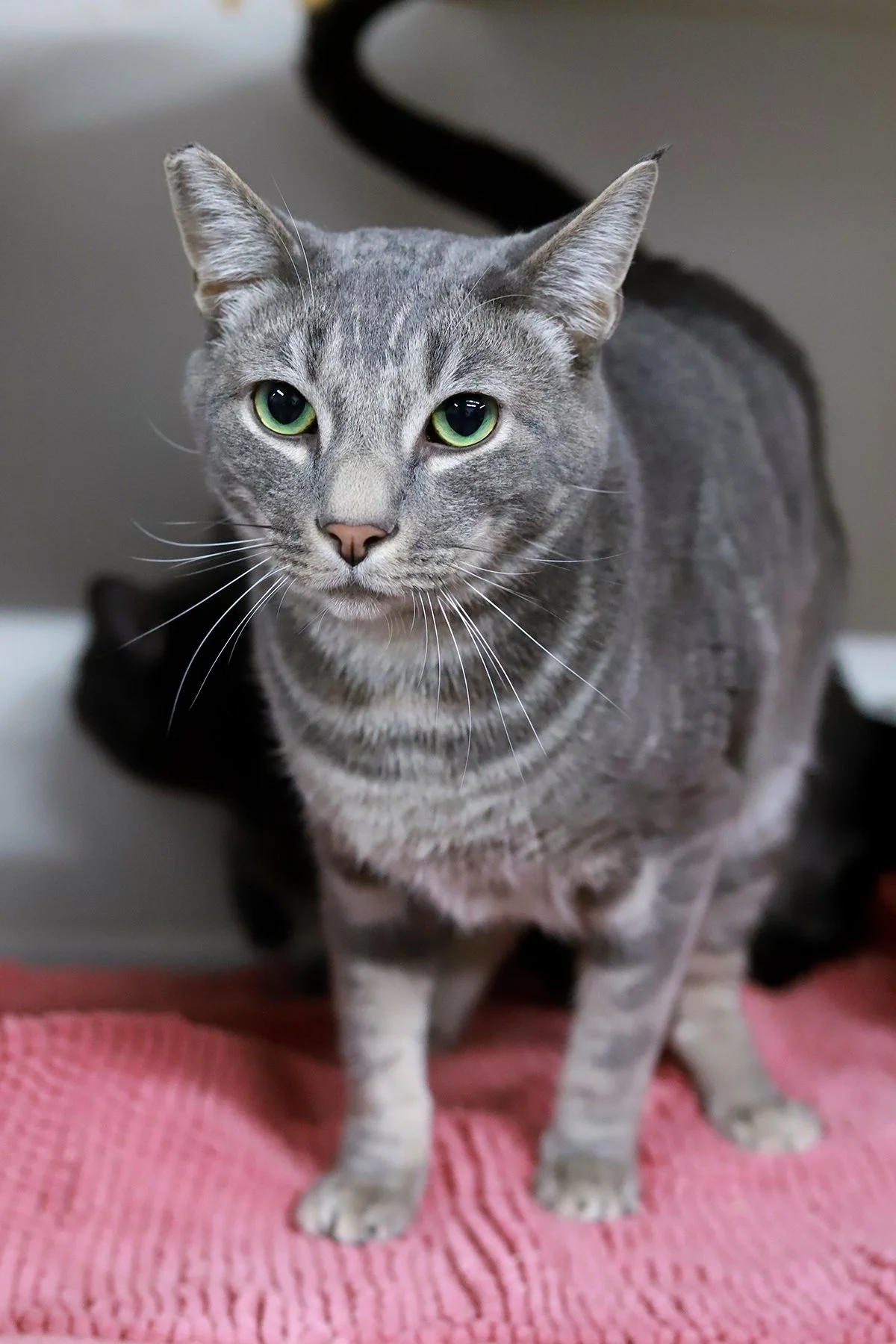 a grey-silver tabby cat with bright green eyes