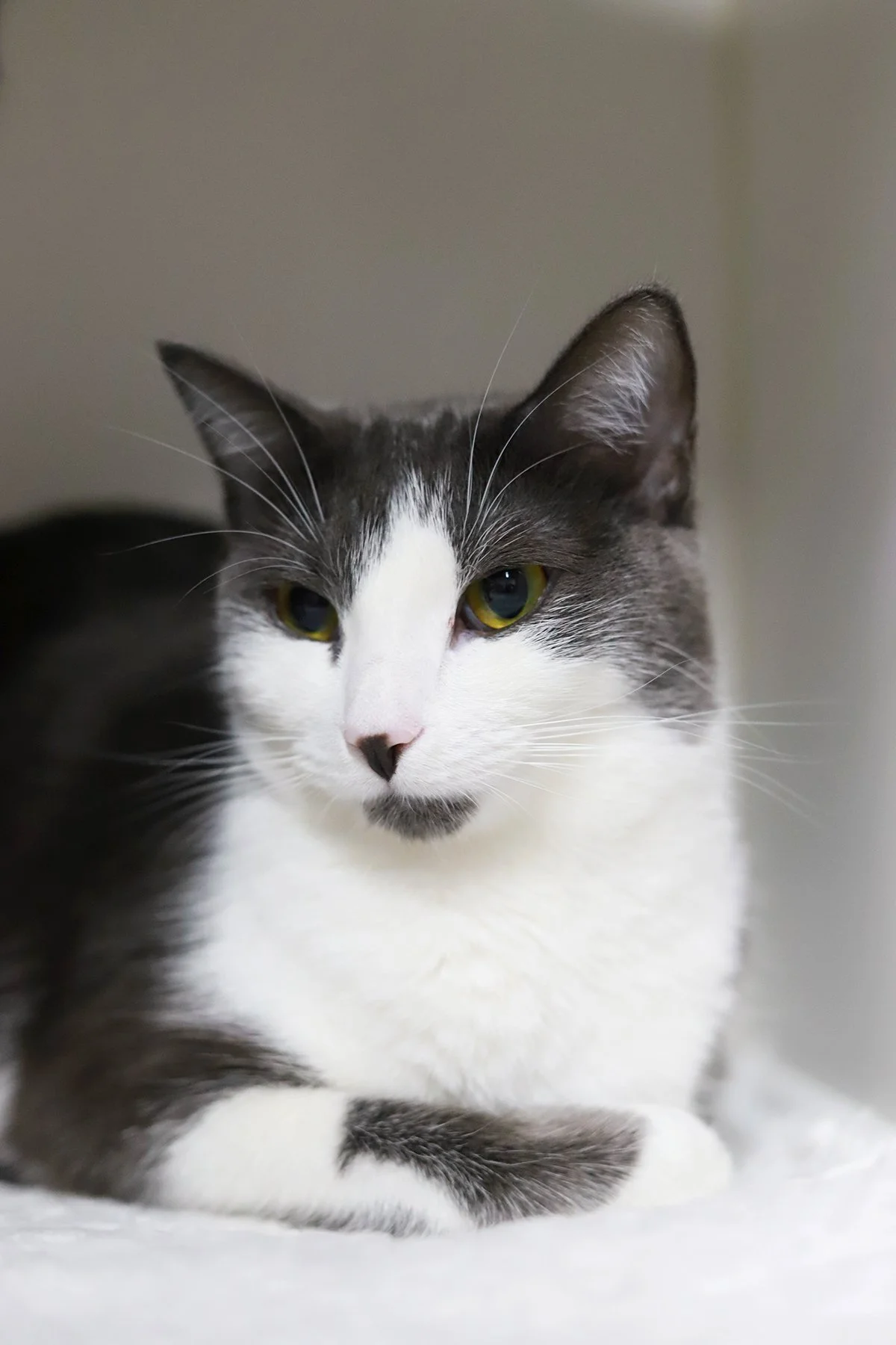 a grey and white kitty with gold eyes