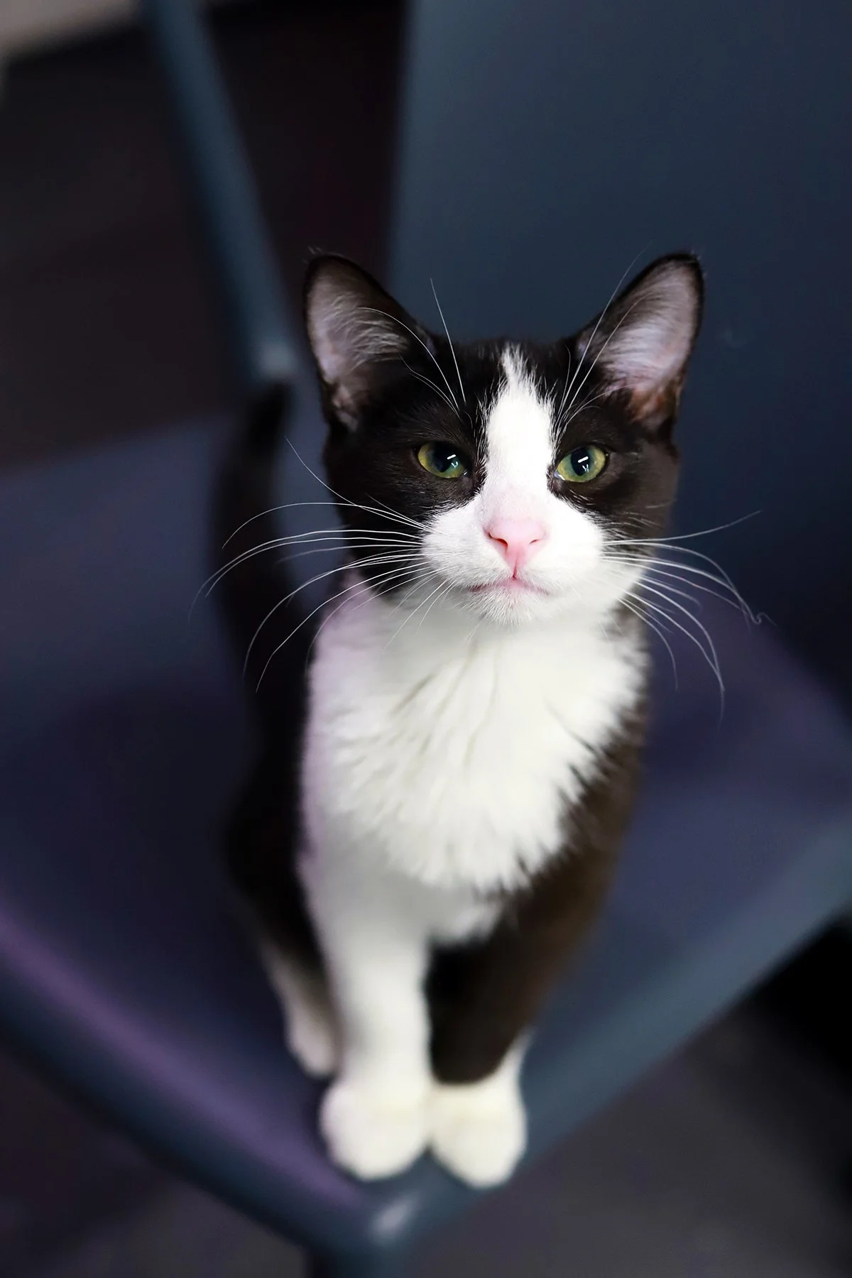a black and white tuxedo kitten with a pink nose