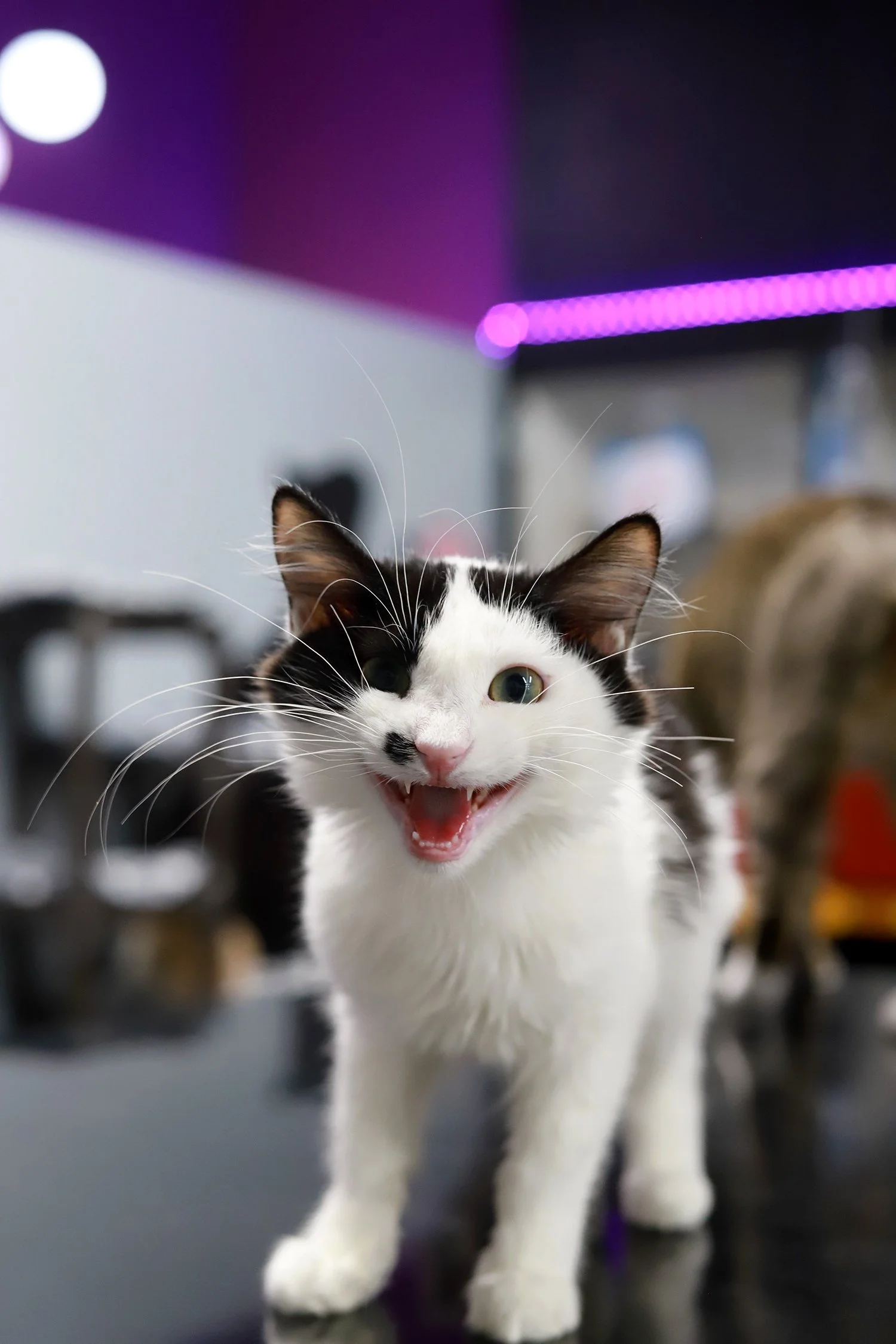 a fluffy black and white kitten, meowing like a big smile