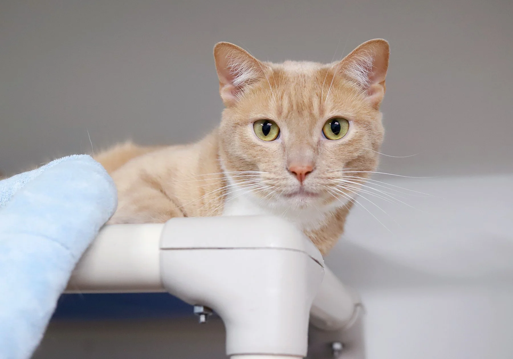 a light orange cat with a bright pink nose, looking rather surprised
