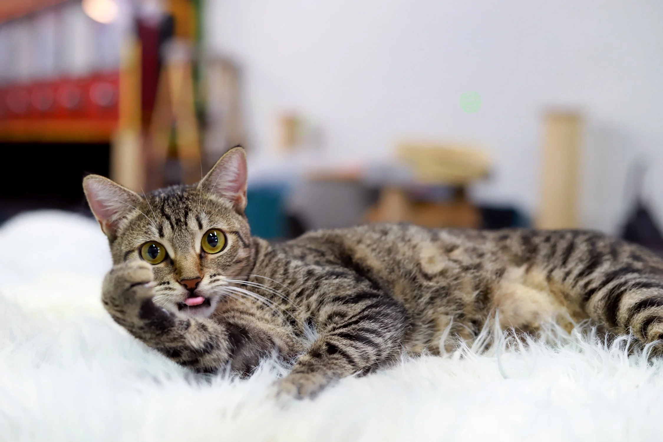 a brown tabby cat with big eyes looks right at the camera
