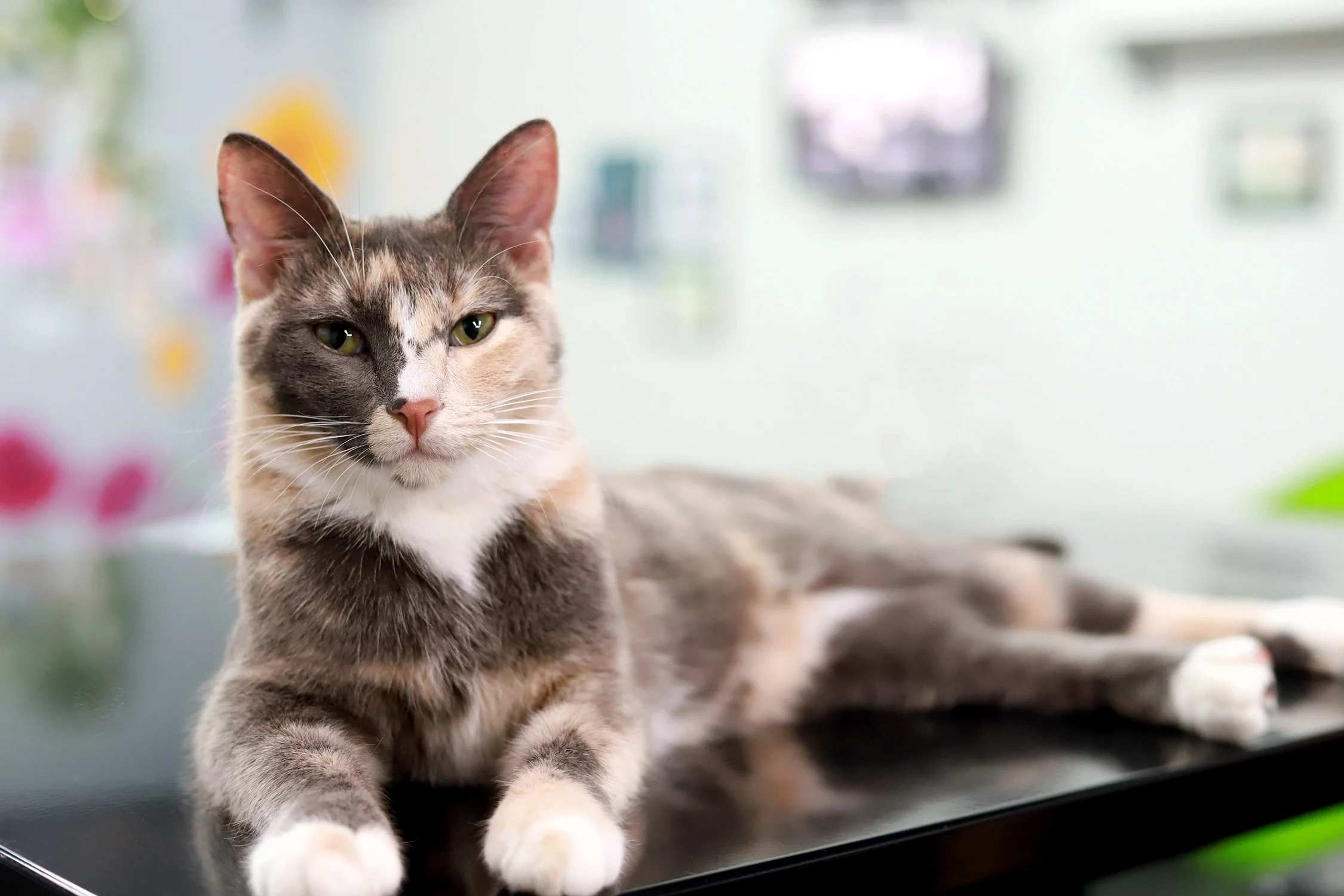 A dilute calico kitten, posing like a sphinx statue