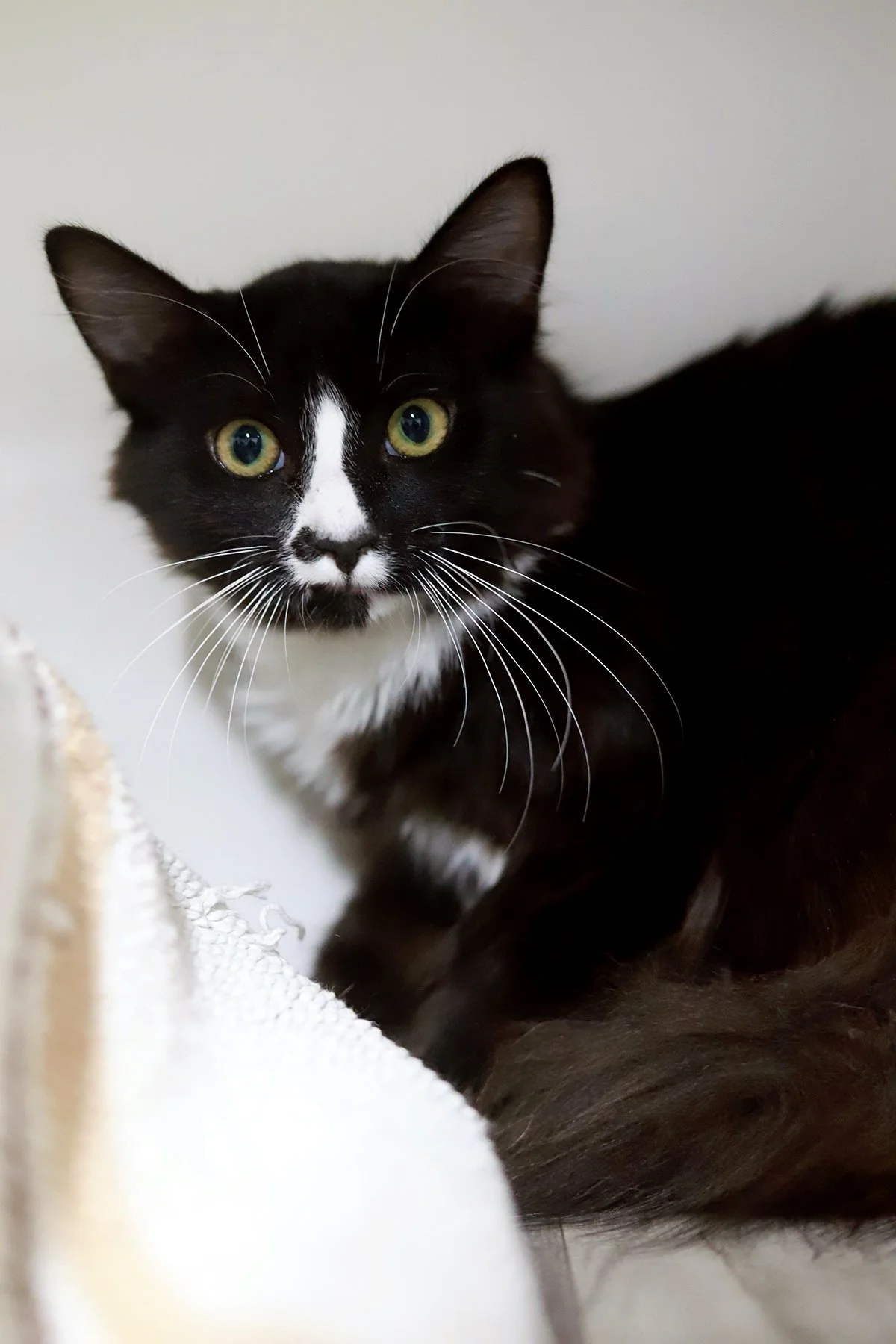 a black and white fluffy kitten with green eyes
