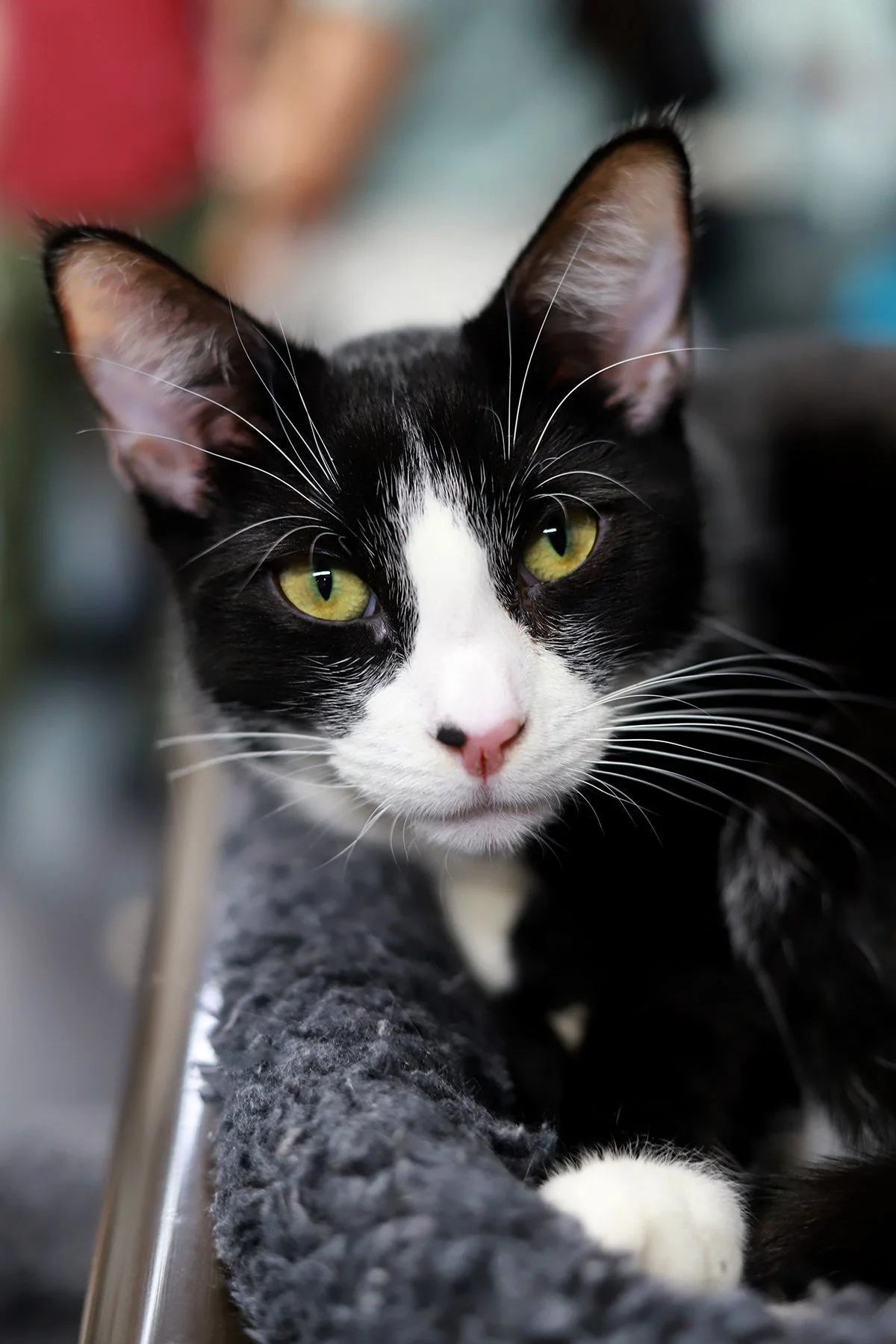 a calm and intense black and white cat gazes at the camera