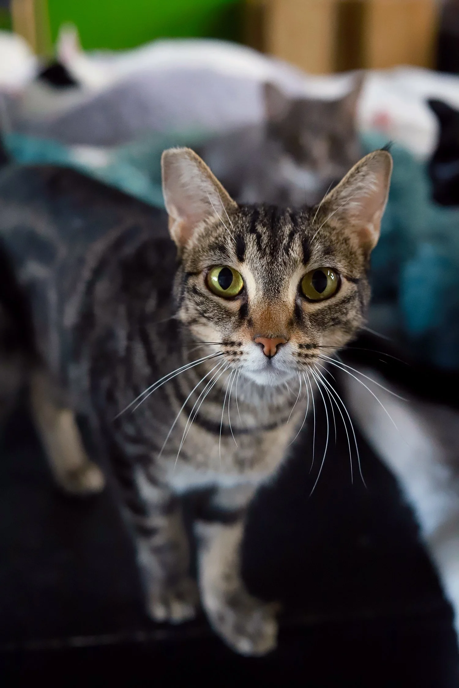 A brown tabby cat with sharp, distinct features