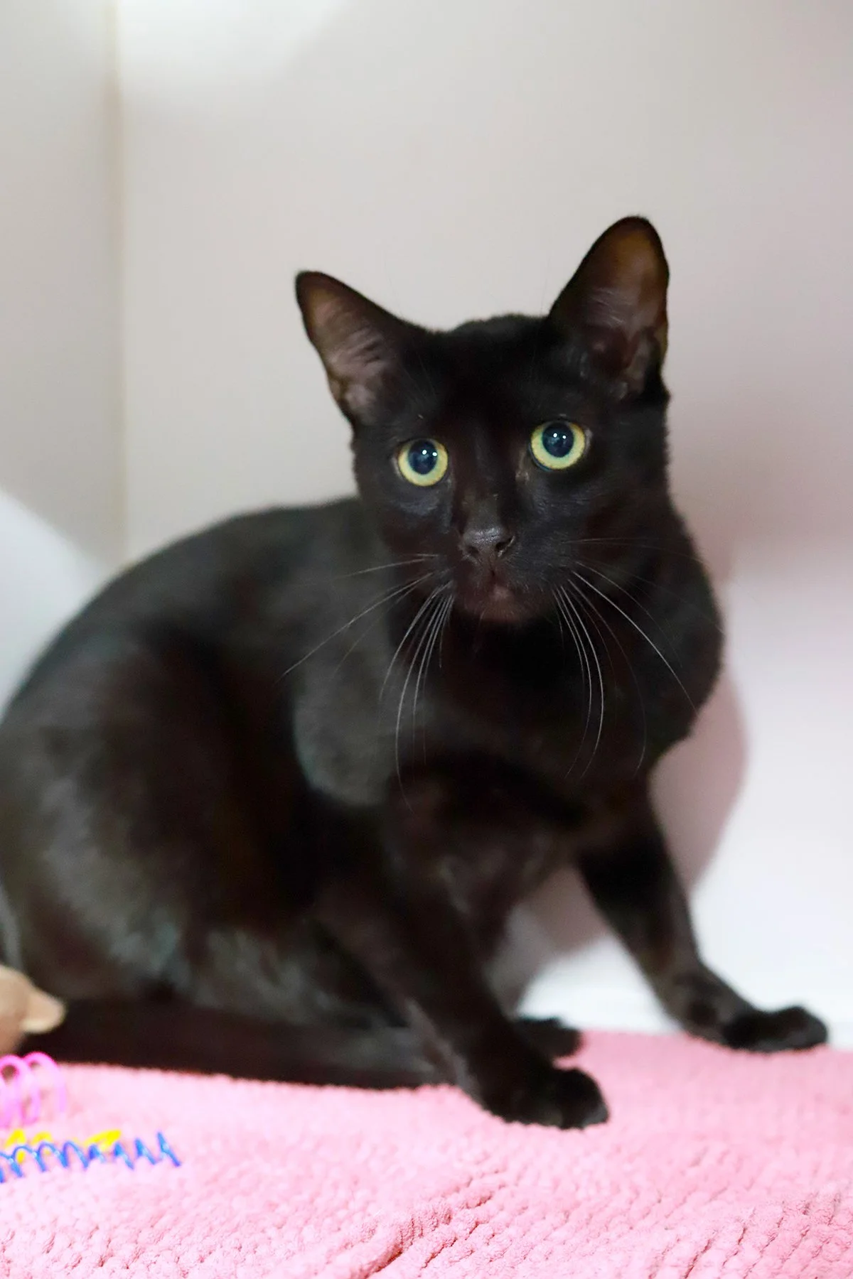 a nervous looking black cat