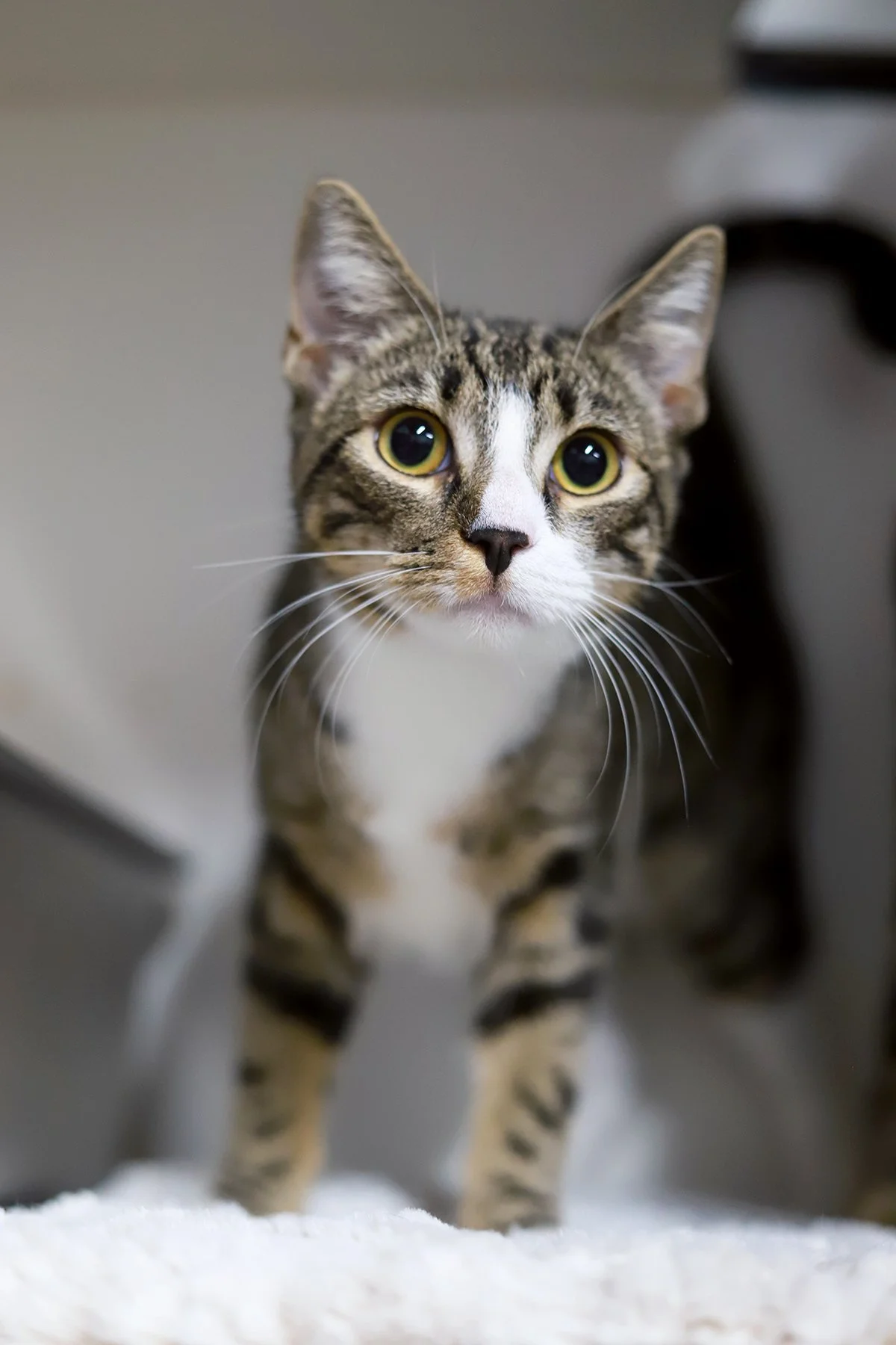 a brown and white tabby cat