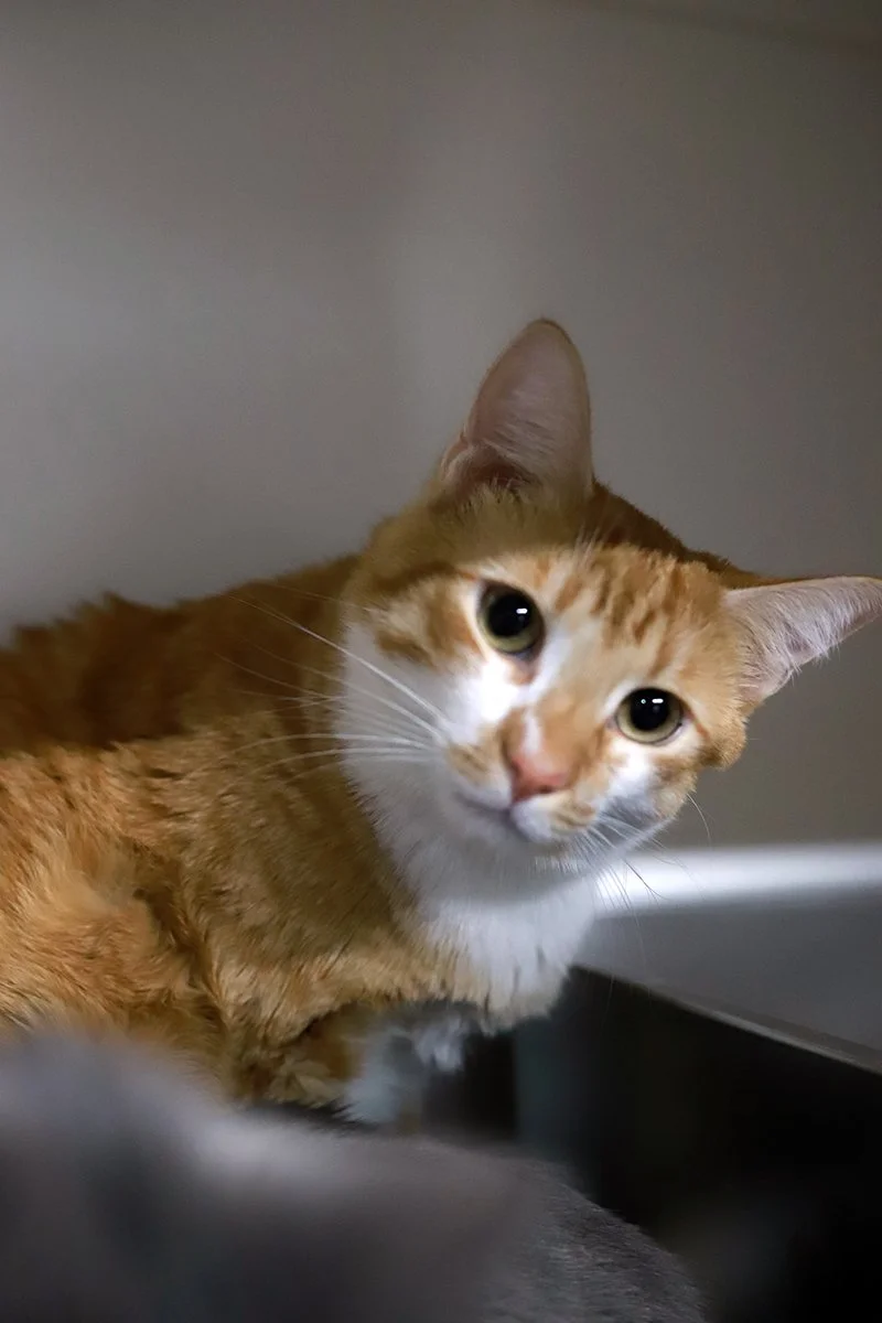 a nervous looking orange and white cat peers over 