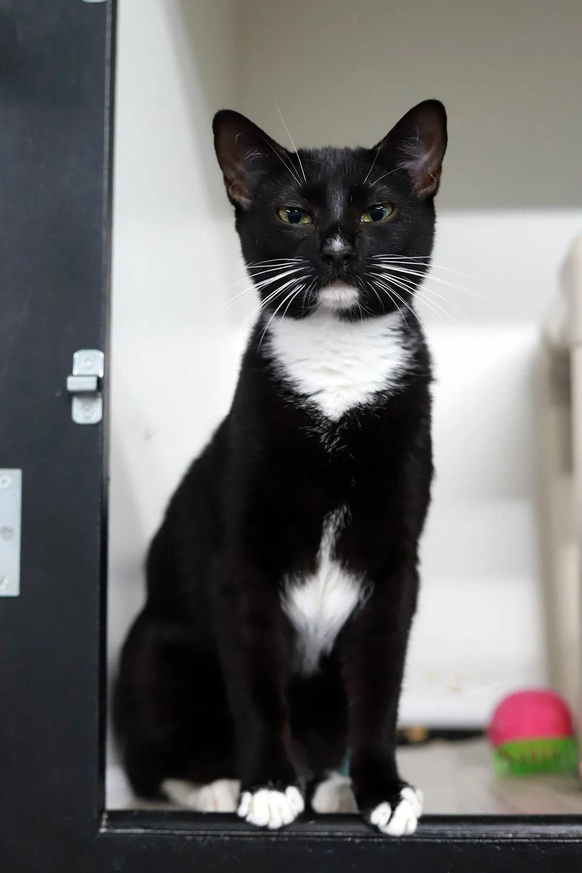 a black and white tuxedo kitten with lots of white whiskers