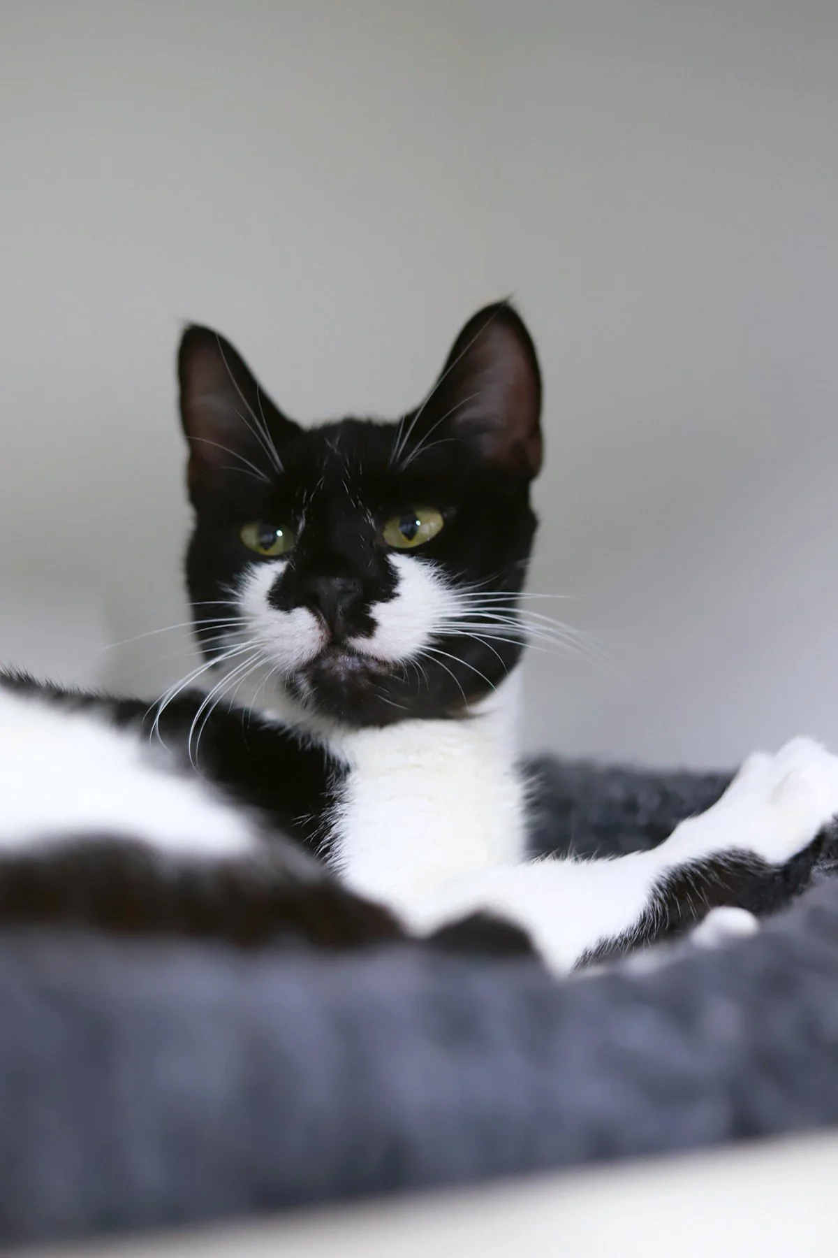 A black and white cat with green eyes and bright white whiskers