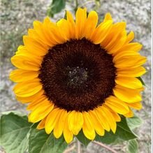 sunflower-sing.jpg