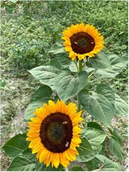 sunflowers-double.jpg