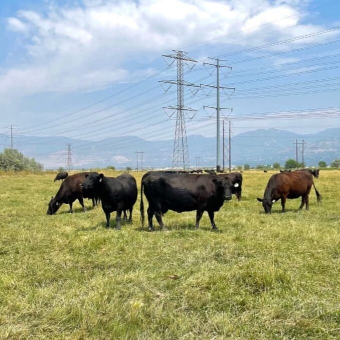 cows-in-field.jpg