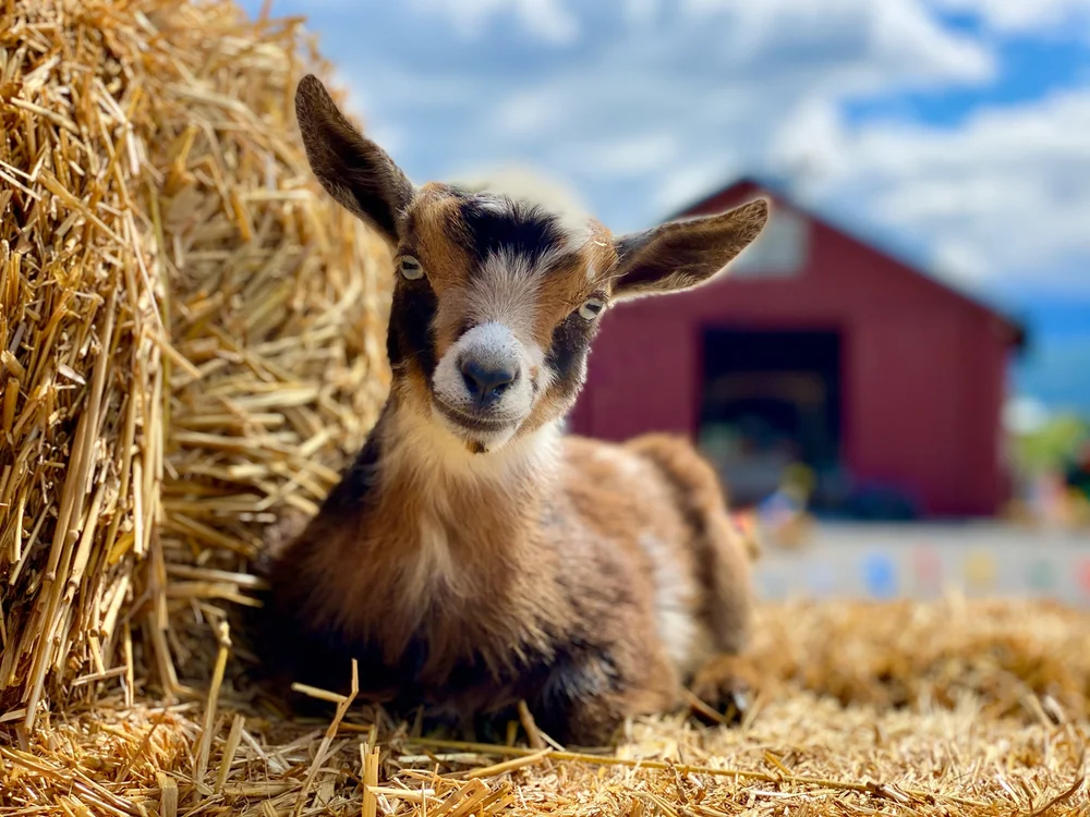 → Spring Festival Info — Cross E Ranch