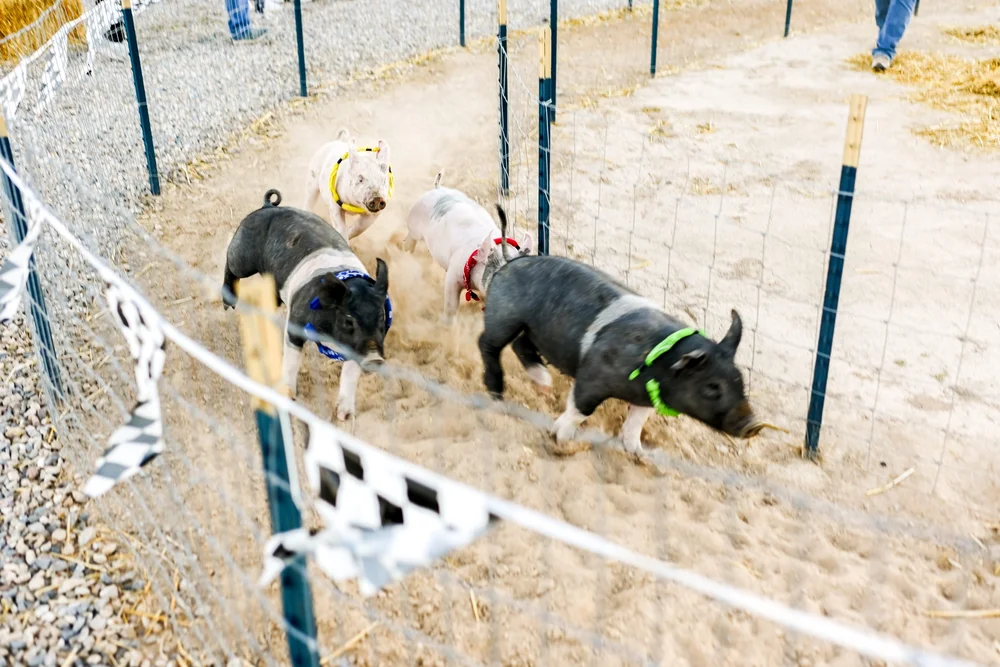 Pig Racing Schedule — Cross E Ranch