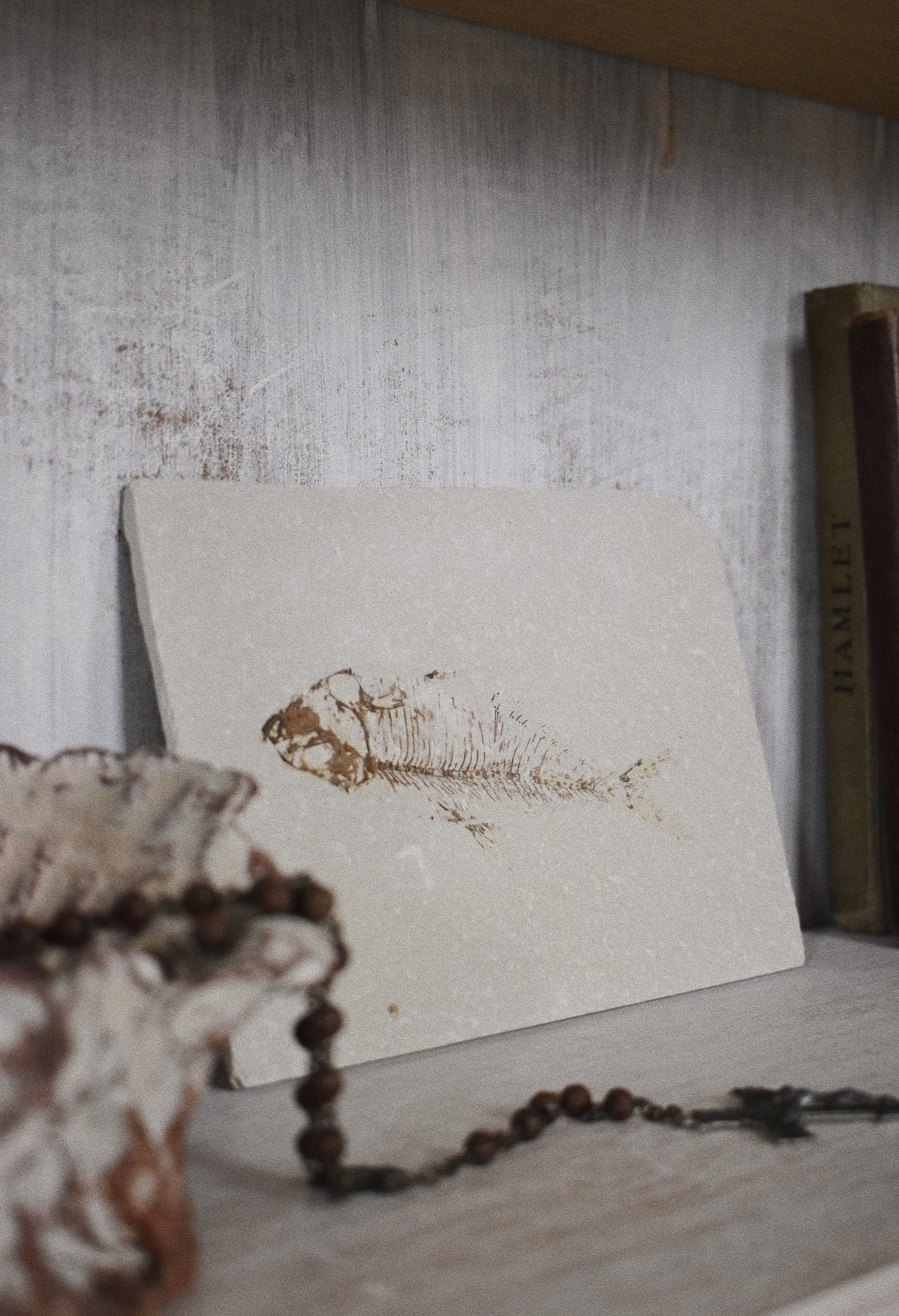 Fossil Fish-Knightia-Gothic Western-Rustic-Home Decor-Homewares-Dark-Light-Academia 1.jpg