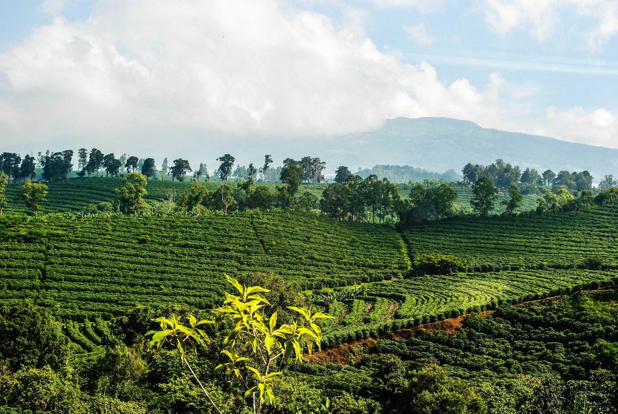 Costa Rica Esperanza Washed