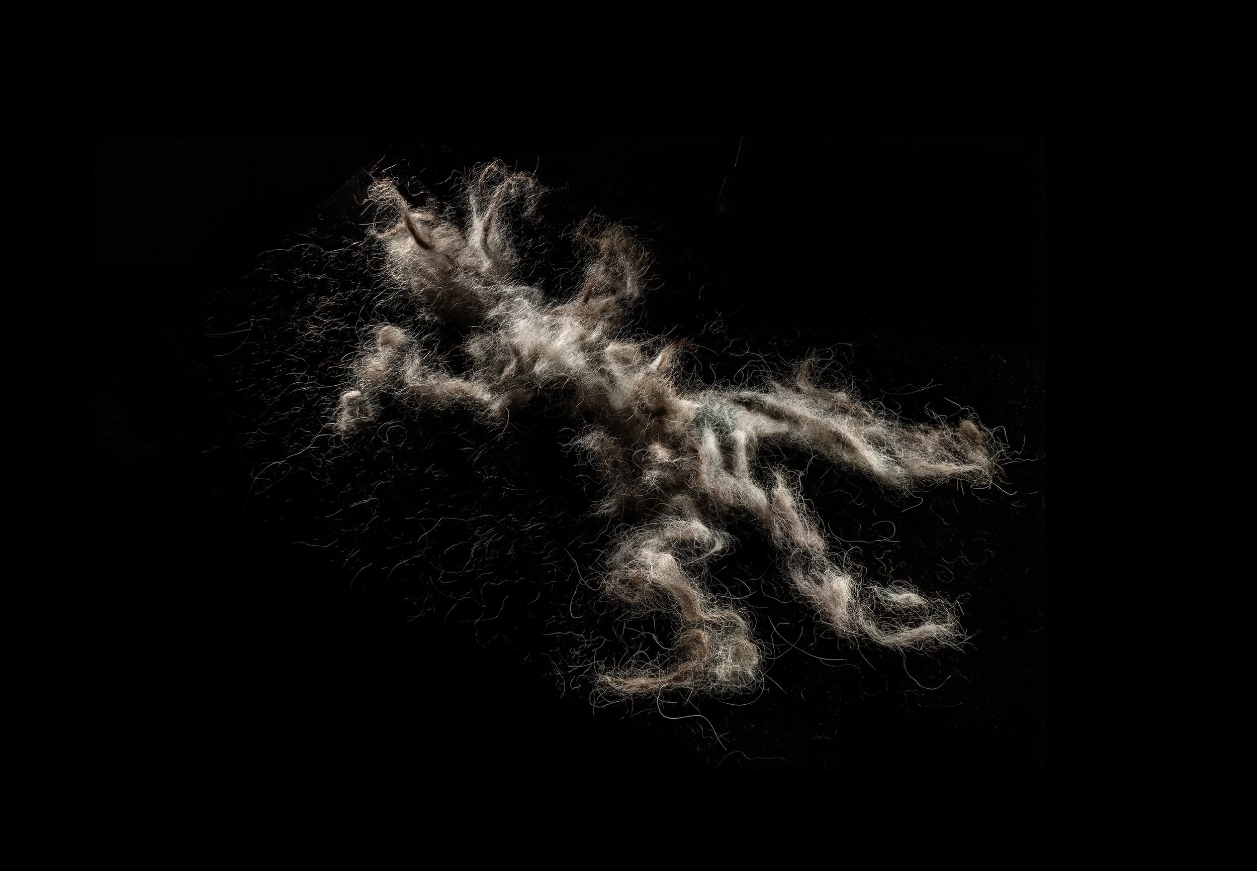 Tundra's Fur Series 7: Still Lifes