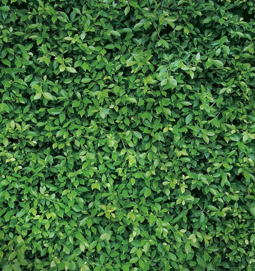 Green Leaves Backdrop (Standard); Printed Backdrop, Not 3D Leaves