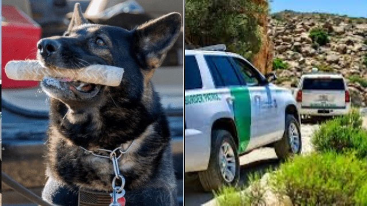 Border Patrol K-9 Foils Drug Smuggling Attempt Worth $250,000 of methamphetamine  