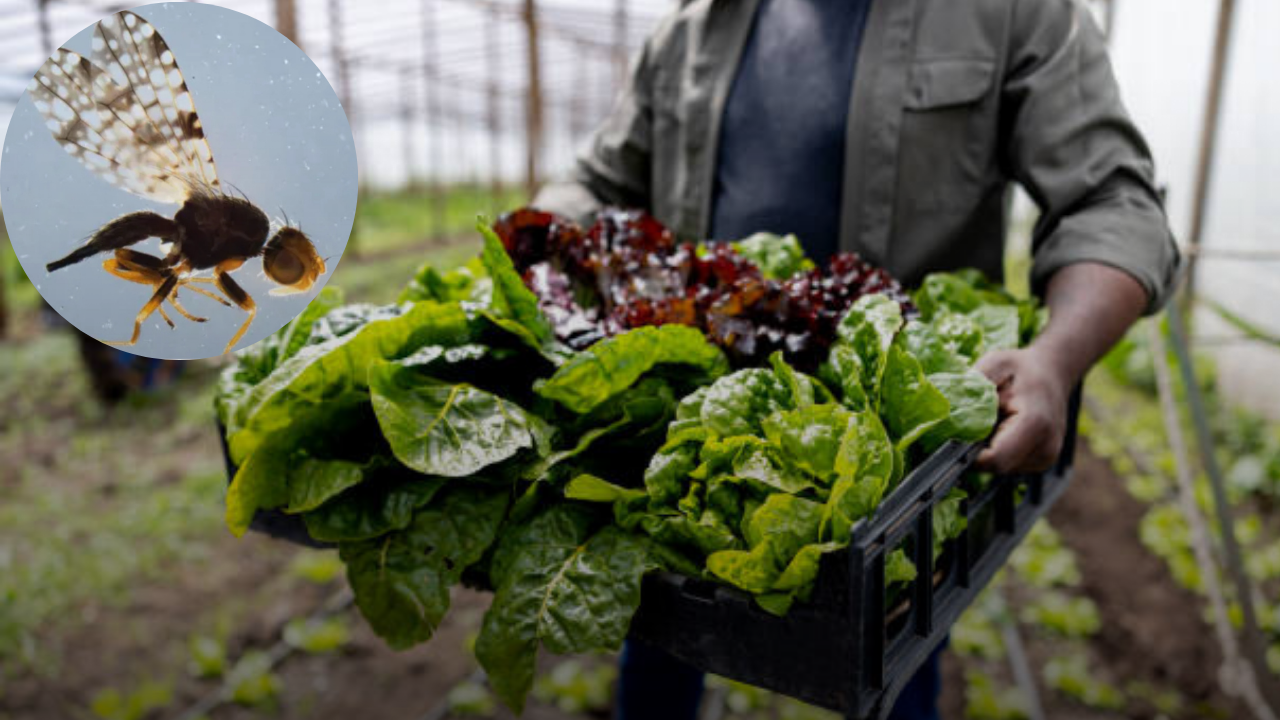 CBP Intercepts Rare Pest in Lettuce Shipment at Calexico Cargo Facility
