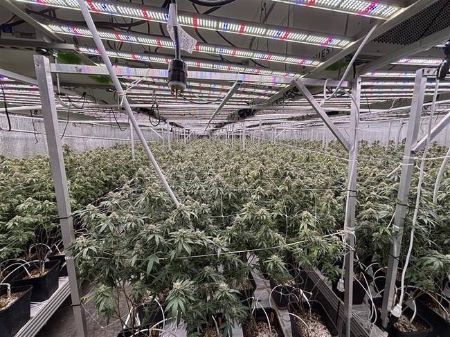 Large-Scale Operation Targets Illegal Marijuana Grows in Mecca, Calif. Area