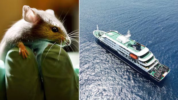 What to know about hantavirus, the illness linked to a cruise ship outbreak