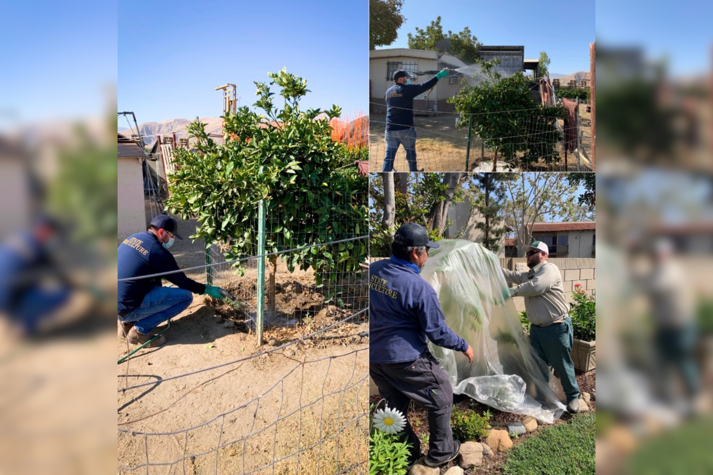 Deadly Citrus Tree Disease Detected in Calexico, Triggering Five-Mile Quarantine