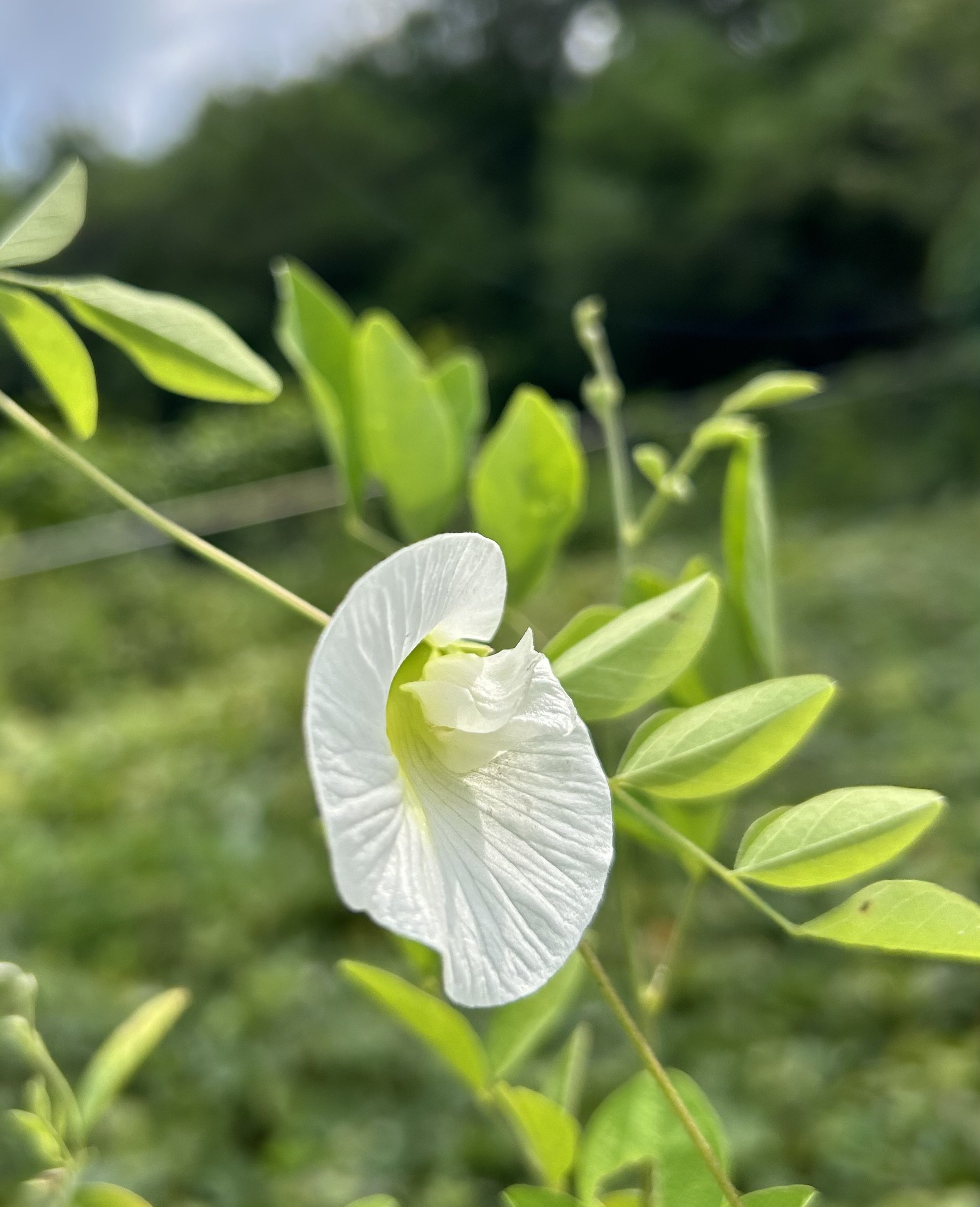 Butterfly Pea Seeds White