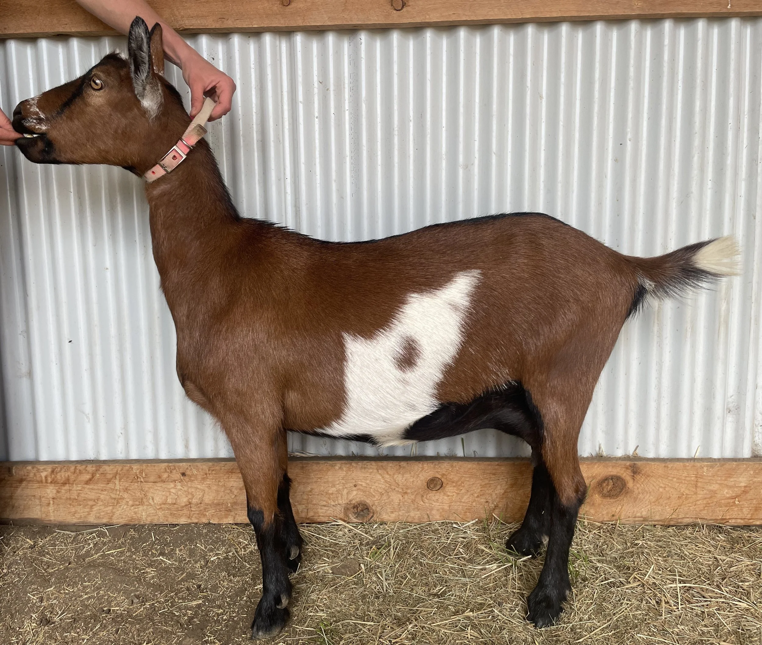 Sweet Cerise (cherry)