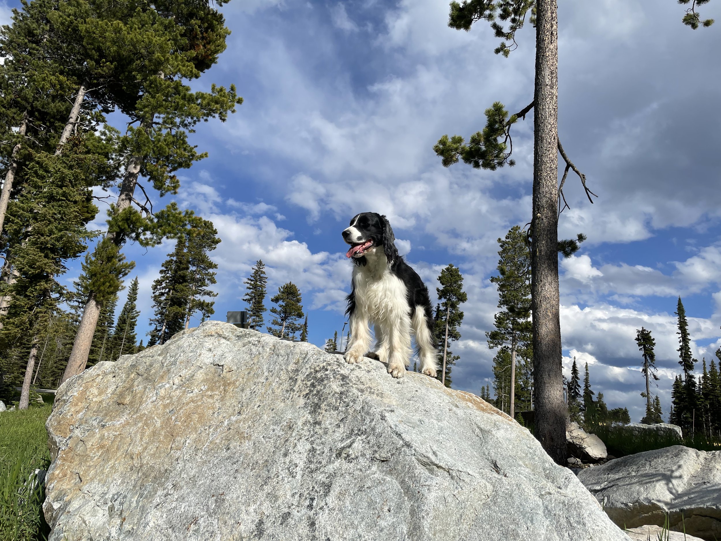 Pip at the Lost Trail Pass border between Idaho and Montana