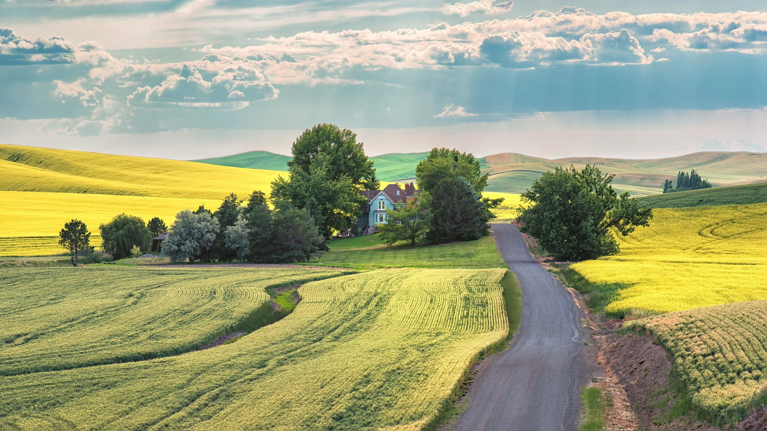 Farmhouse with canola fields outside Pullman, WA