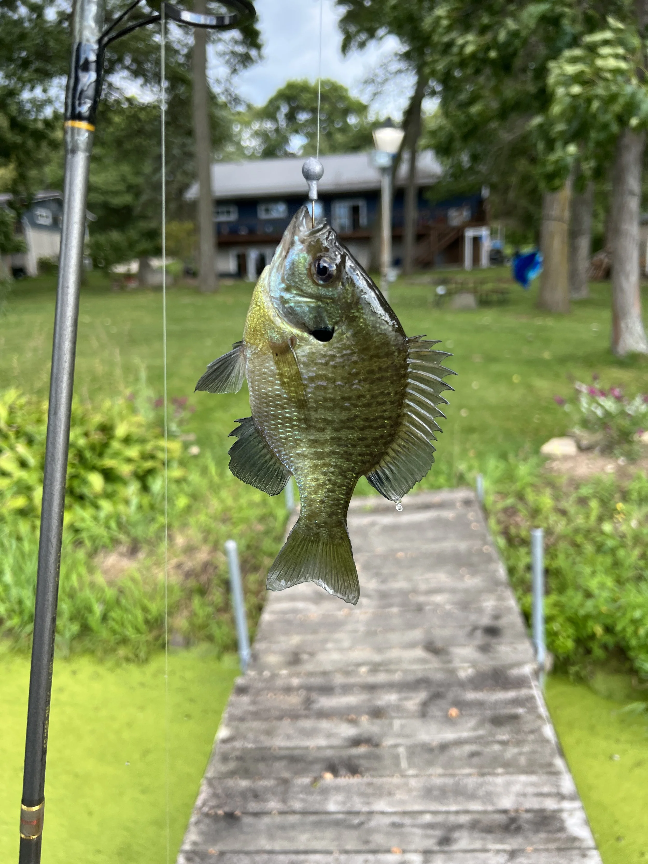 lazy-lake-central-wisconsin-bluegill-fishing-332.JPG