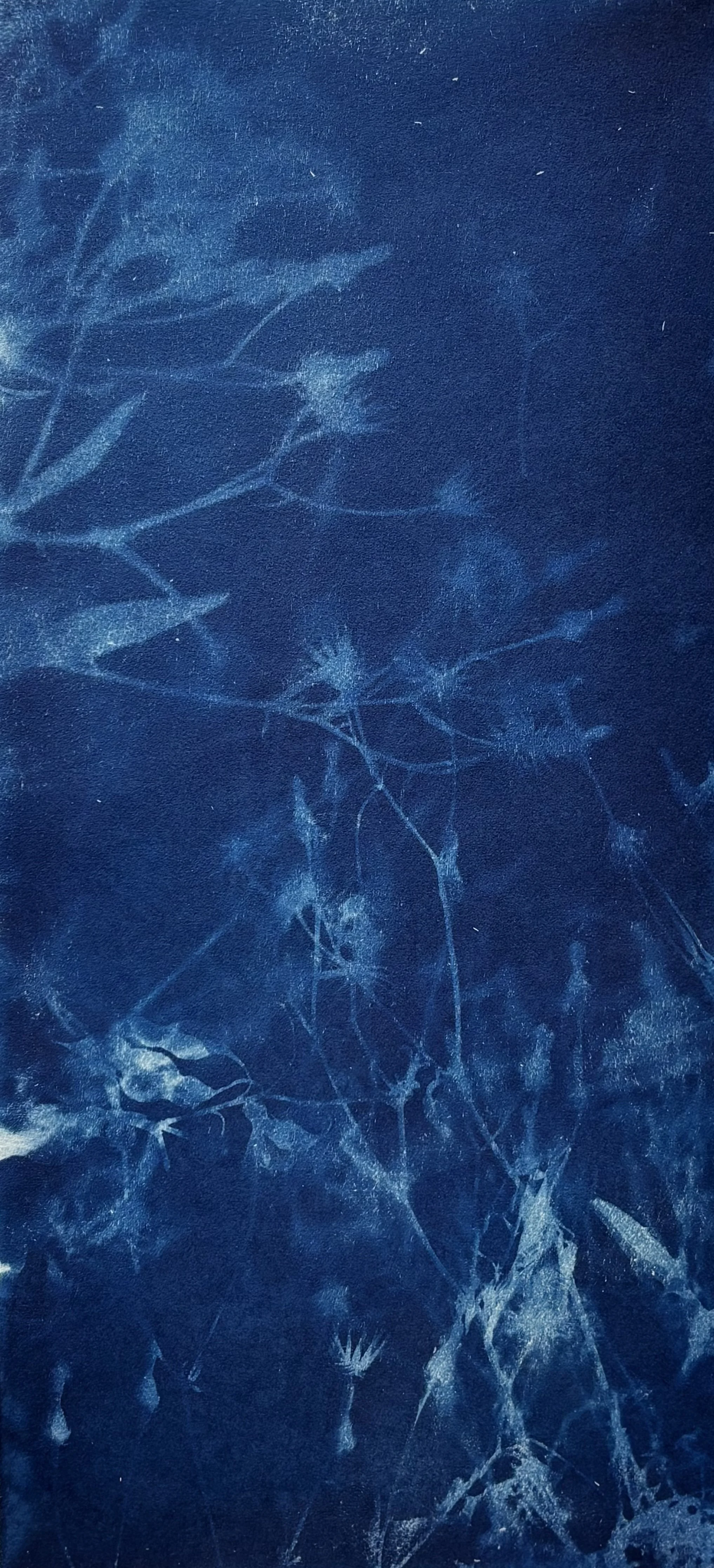 1. a) Kristy Scaddan, 'Weeds, 2026, Saunders, 190gsm, 100% cotton rag, 49.5 x 23 cm, $90.00. 