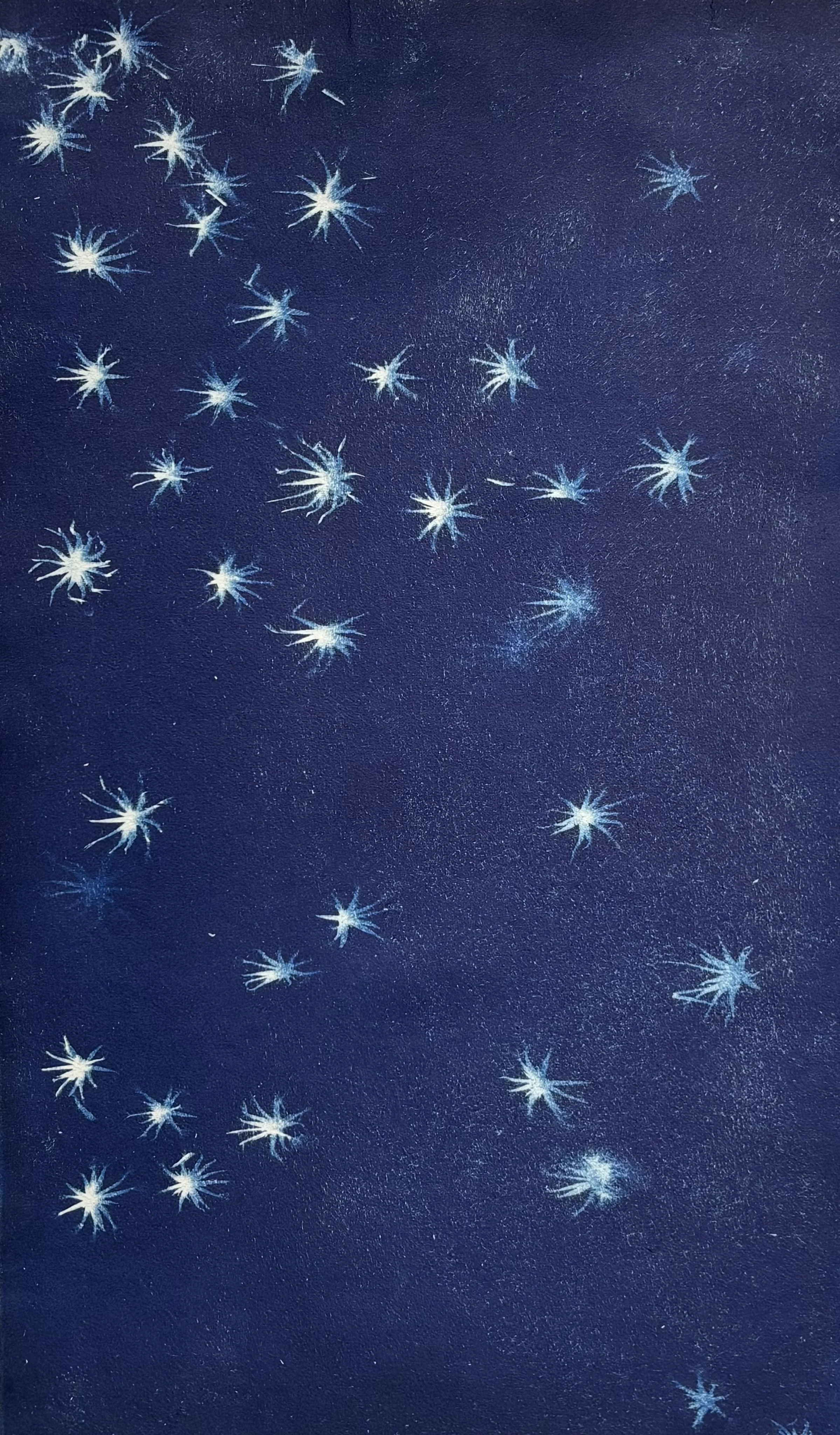 1. e) Kristy Scaddan, 'Dandelion', 2026, Saunders 190gsm, 100% cotton rag, 49.5 x 29.5 cm, $90.00. 