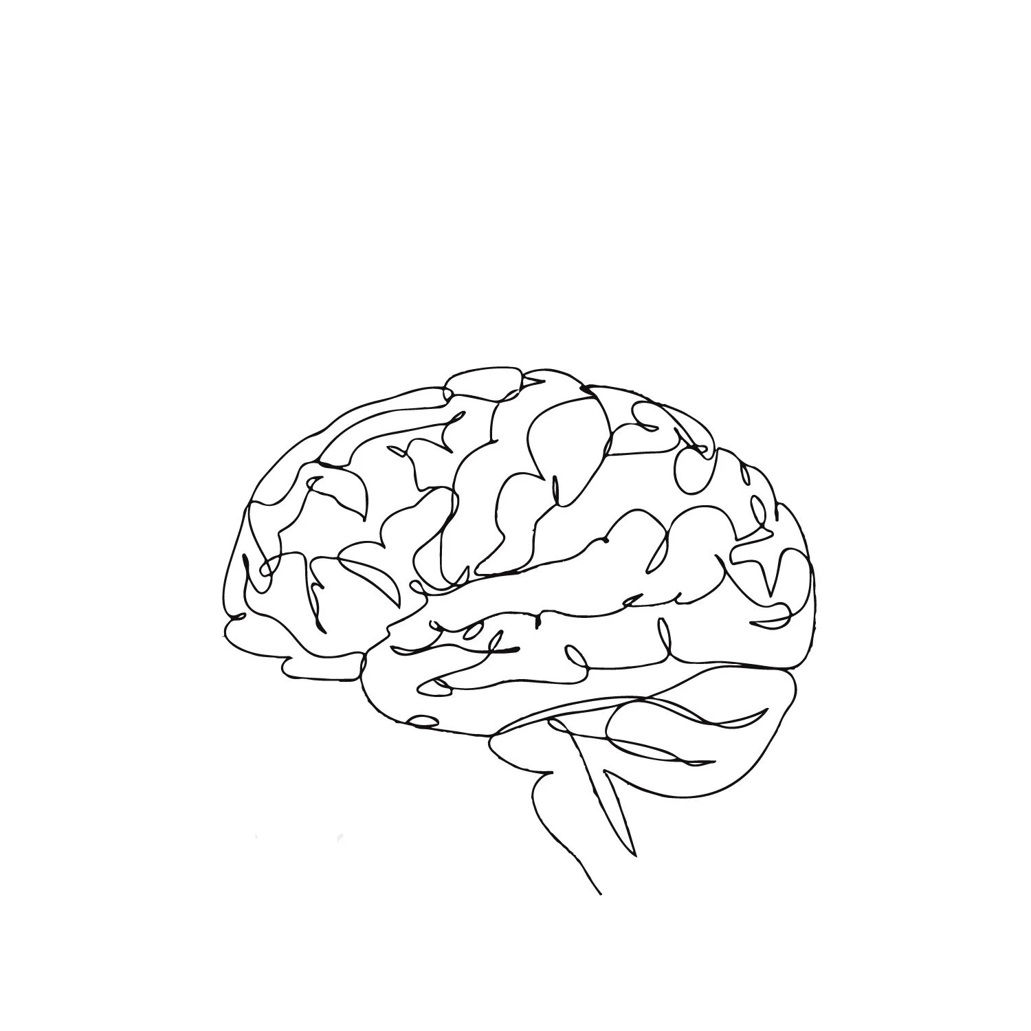 Line drawing of a human brain.
