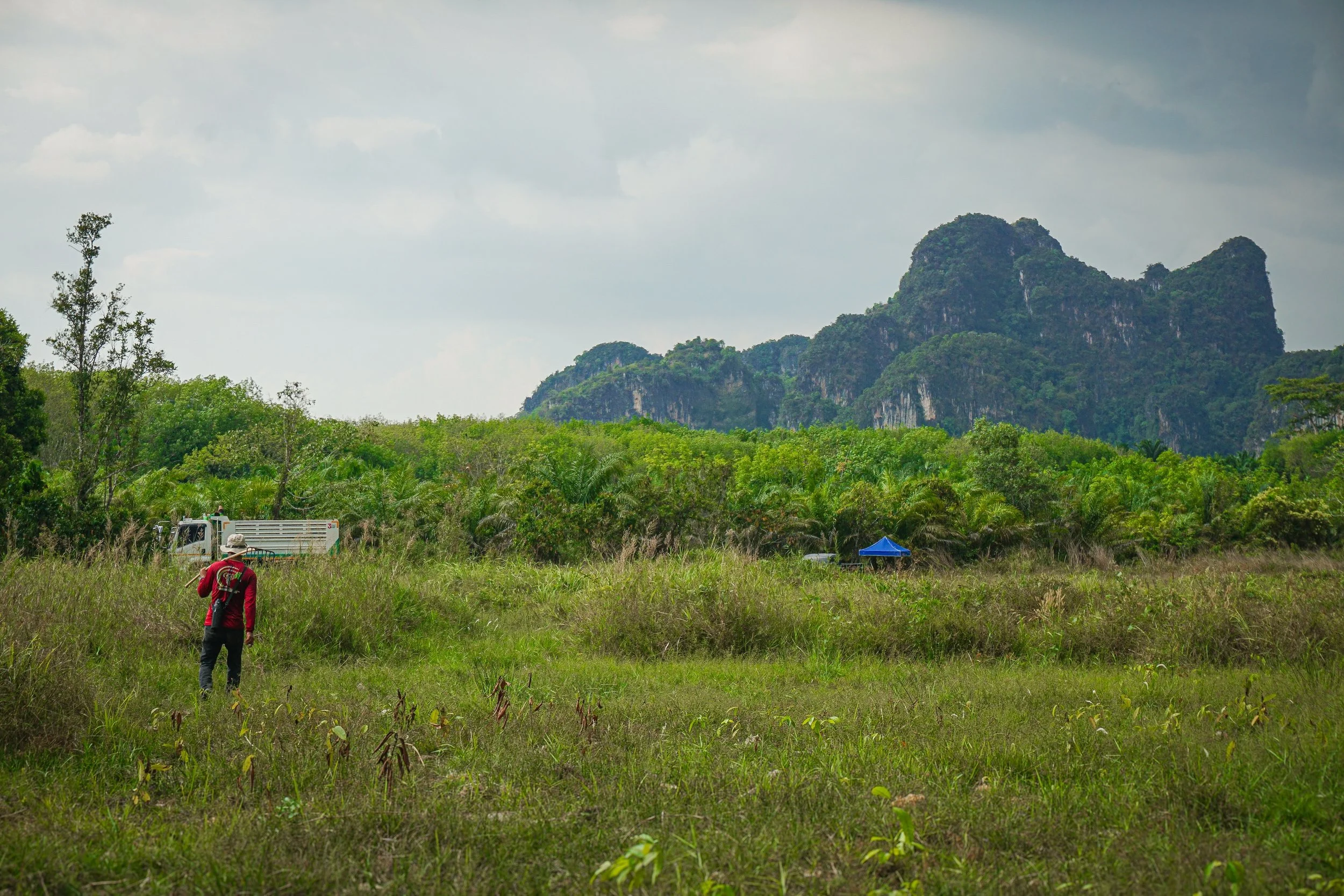 View from the planting site. CNF