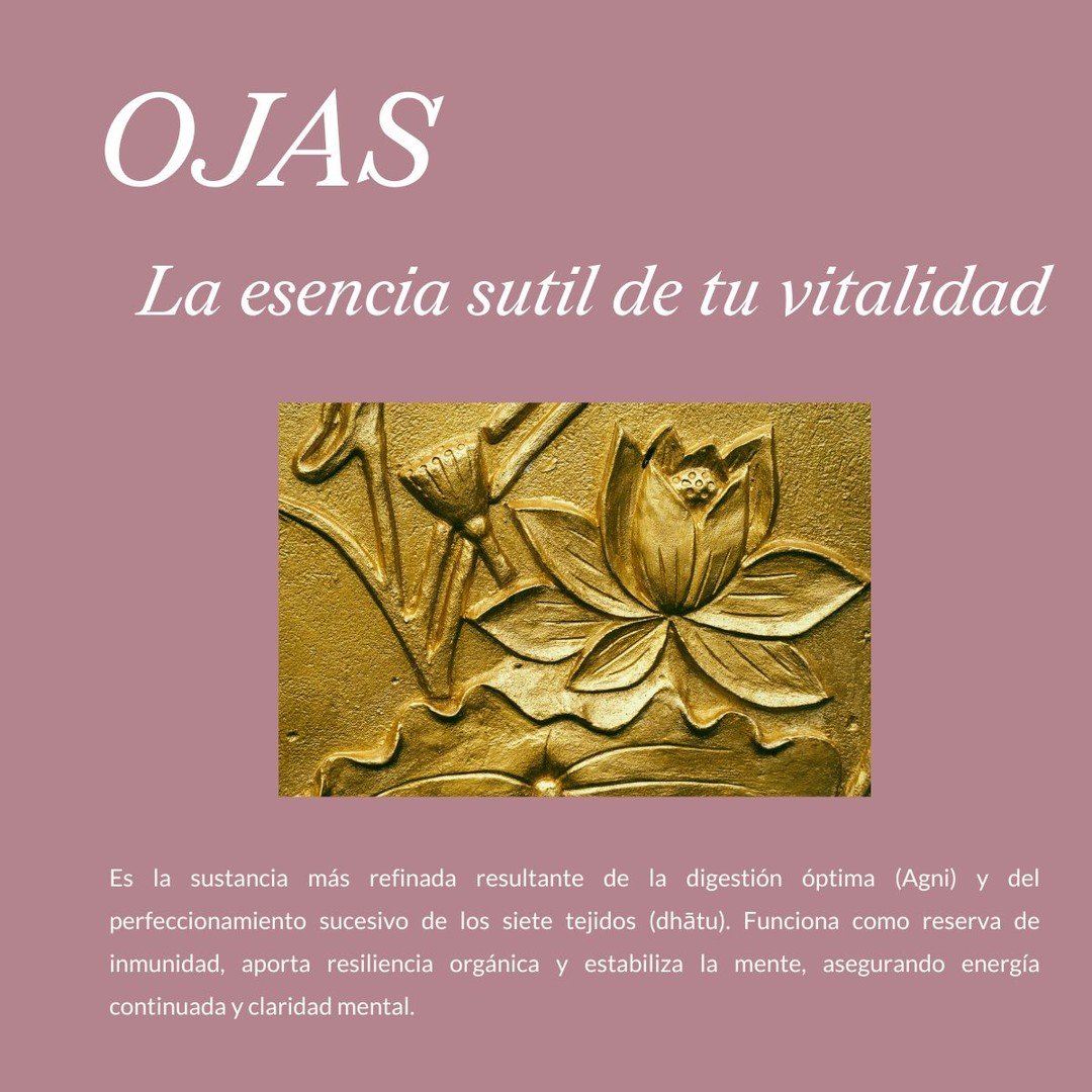 En Ayurveda, Ojas es el rasgo m&aacute;s refinado que surge de una digesti&oacute;n equilibrada.

Es la sustancia que mantiene tu inmunidad fuerte, tu mente clara y tu presencia luminosa.

Cuando Ojas cae, surge la fatiga persistente, la irritabilida