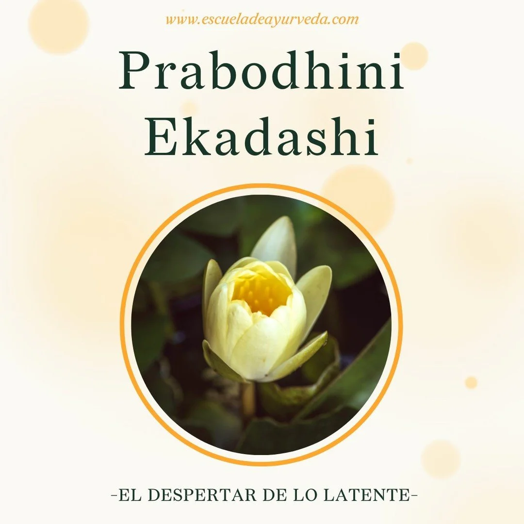 Prabodhini Ekadashi: el despertar de lo latente

En la tradici&oacute;n v&eacute;dica, Prabodhini Ekadashi marca el final del periodo de Chaturmasya, los &ldquo;cuatro meses de reposo&rdquo; en los que Vishnu permanece simb&oacute;licamente dormido. 