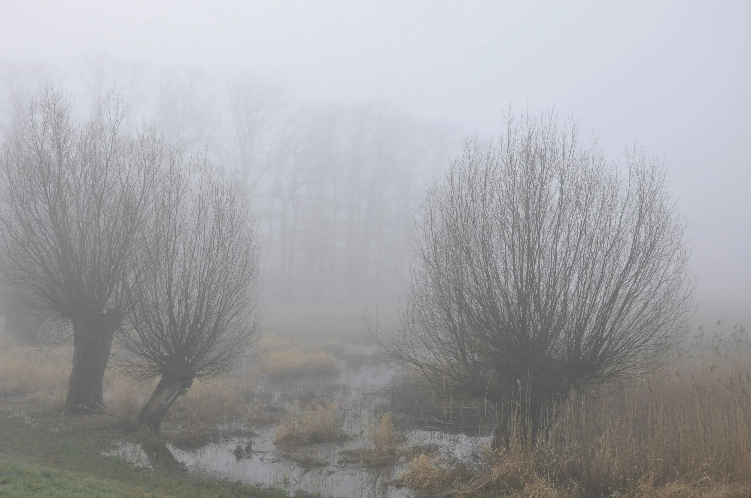 Primavera y exceso de Kapha: por qué aparecen pesadez, inflamación y apatía