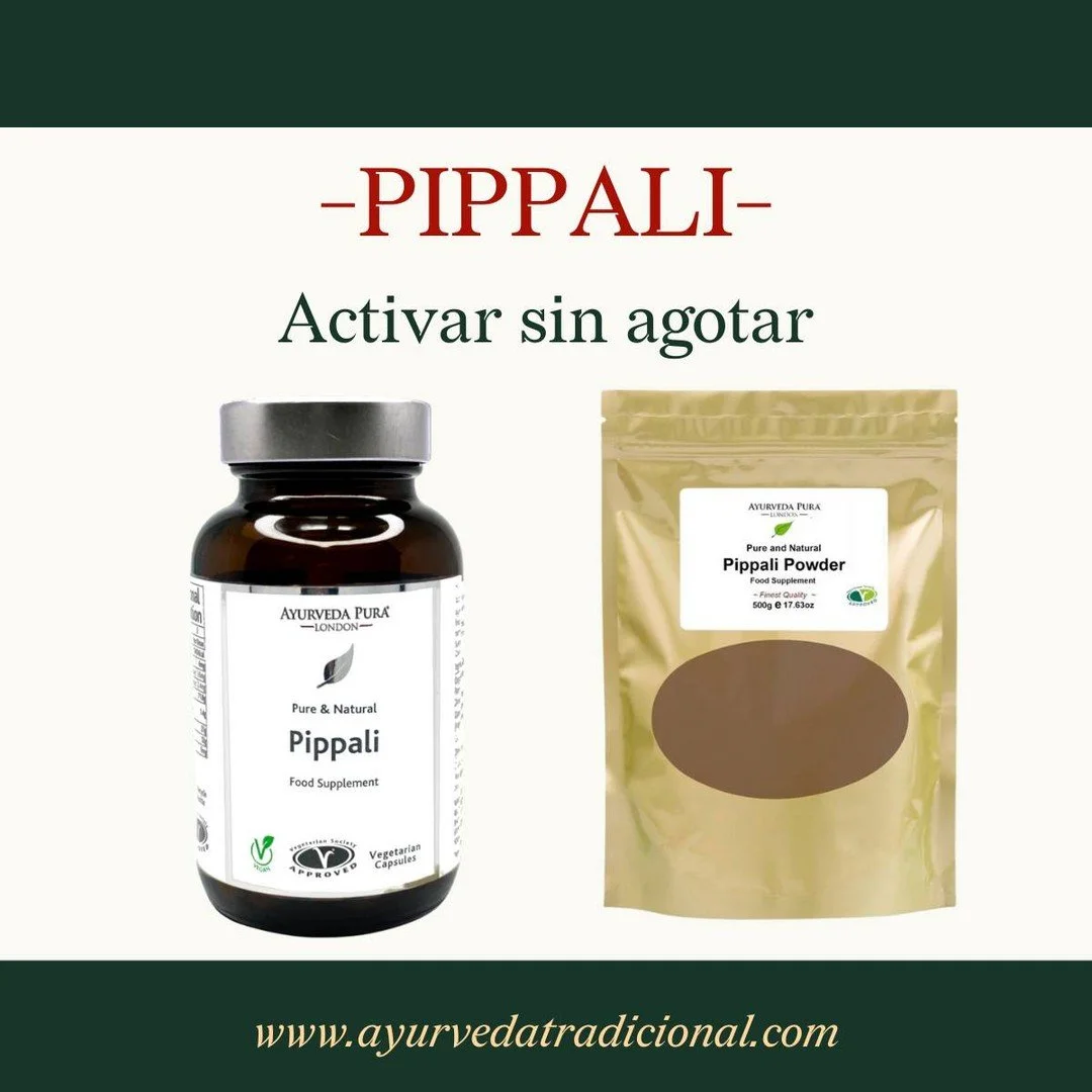 Pippali (Piper longum) es una de las plantas cl&aacute;sicas del Ayurveda para el final del invierno y la transici&oacute;n hacia la primavera. No act&uacute;a como un estimulante brusco, sino como un modulador de agni, el fuego digestivo y metab&oac