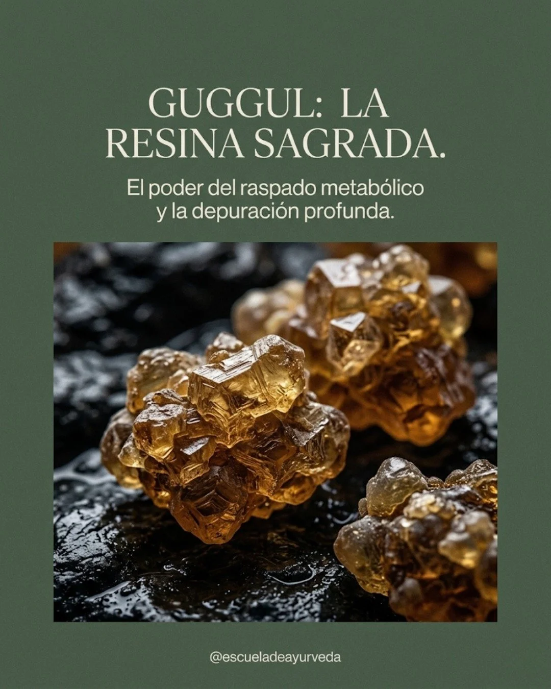 Guggul: la resina purificadora del Ayurveda.

En la farmacolog&iacute;a ayurv&eacute;dica cl&aacute;sica, el Guggul (Commiphora mukul) es una de las sustancias m&aacute;s importantes para los procesos de Shodhana, es decir, purificaci&oacute;n profun