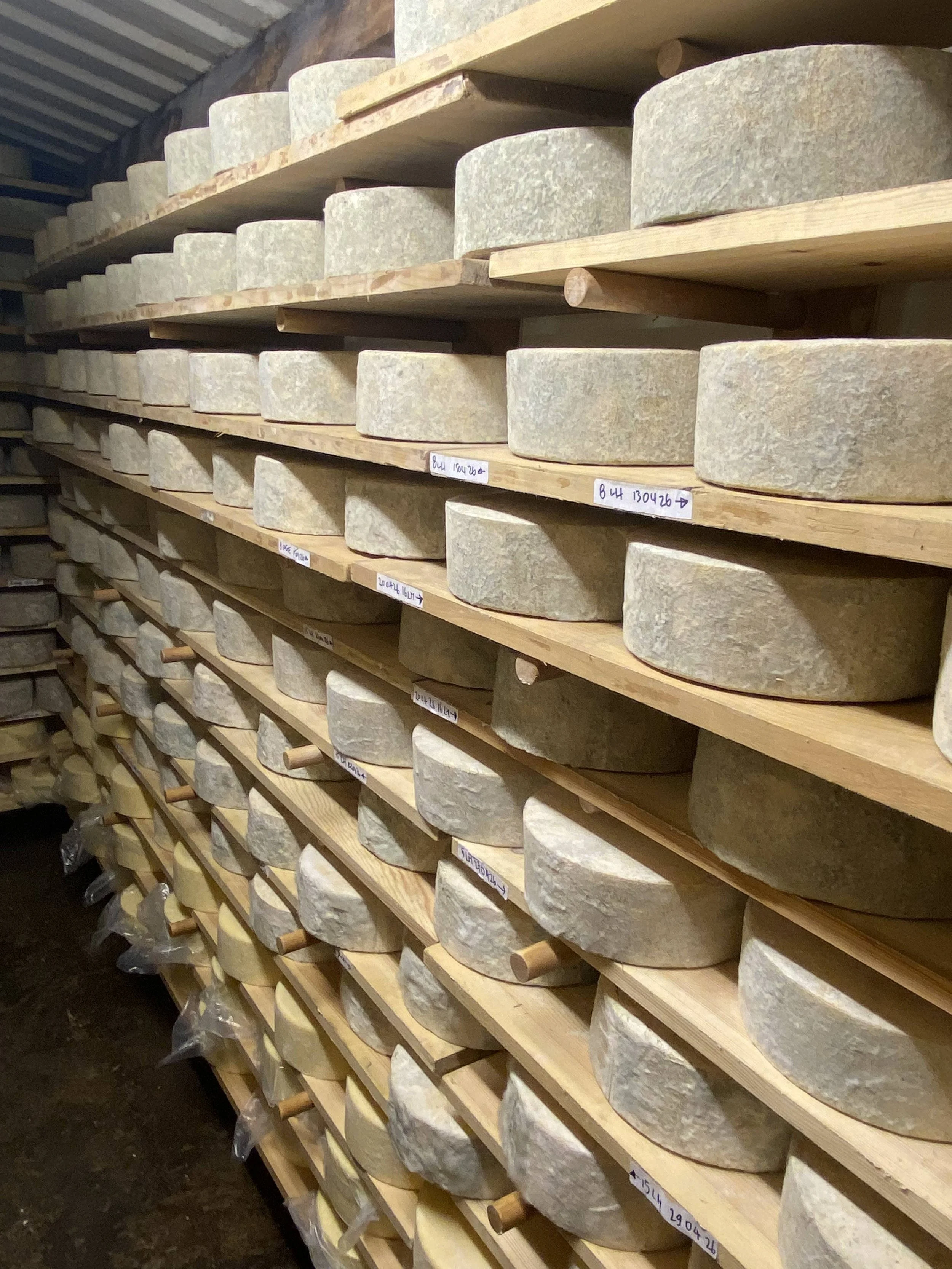 Cheeses mature on wooden shelves in our cheeses store