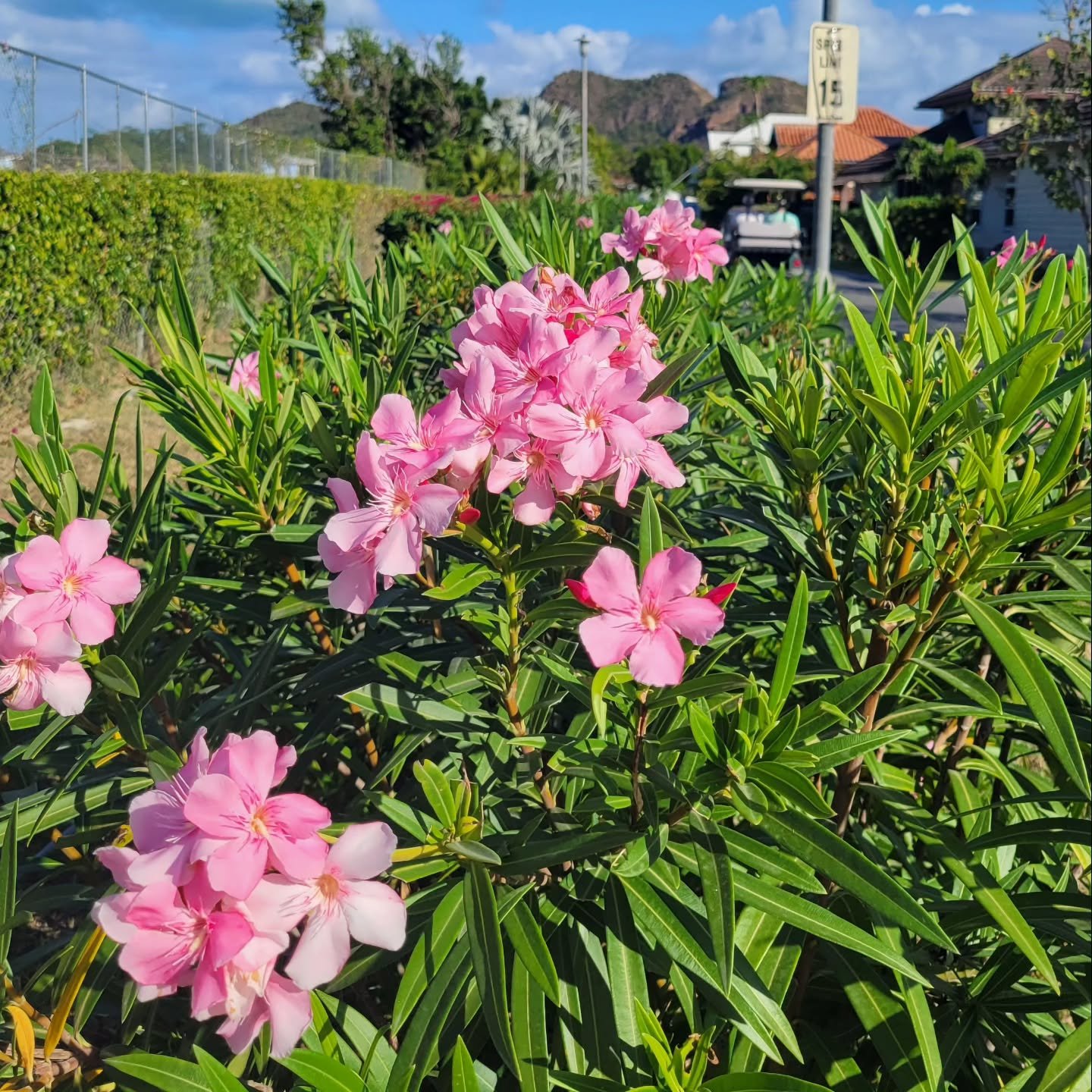 Spring 😍❤️

Antigua is lush and abundant year round.

Booking link in bio!