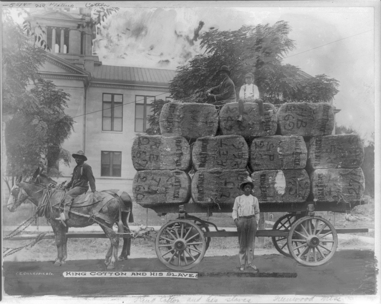 Joe Francis (Independent): “King Cotton the the Munificent”